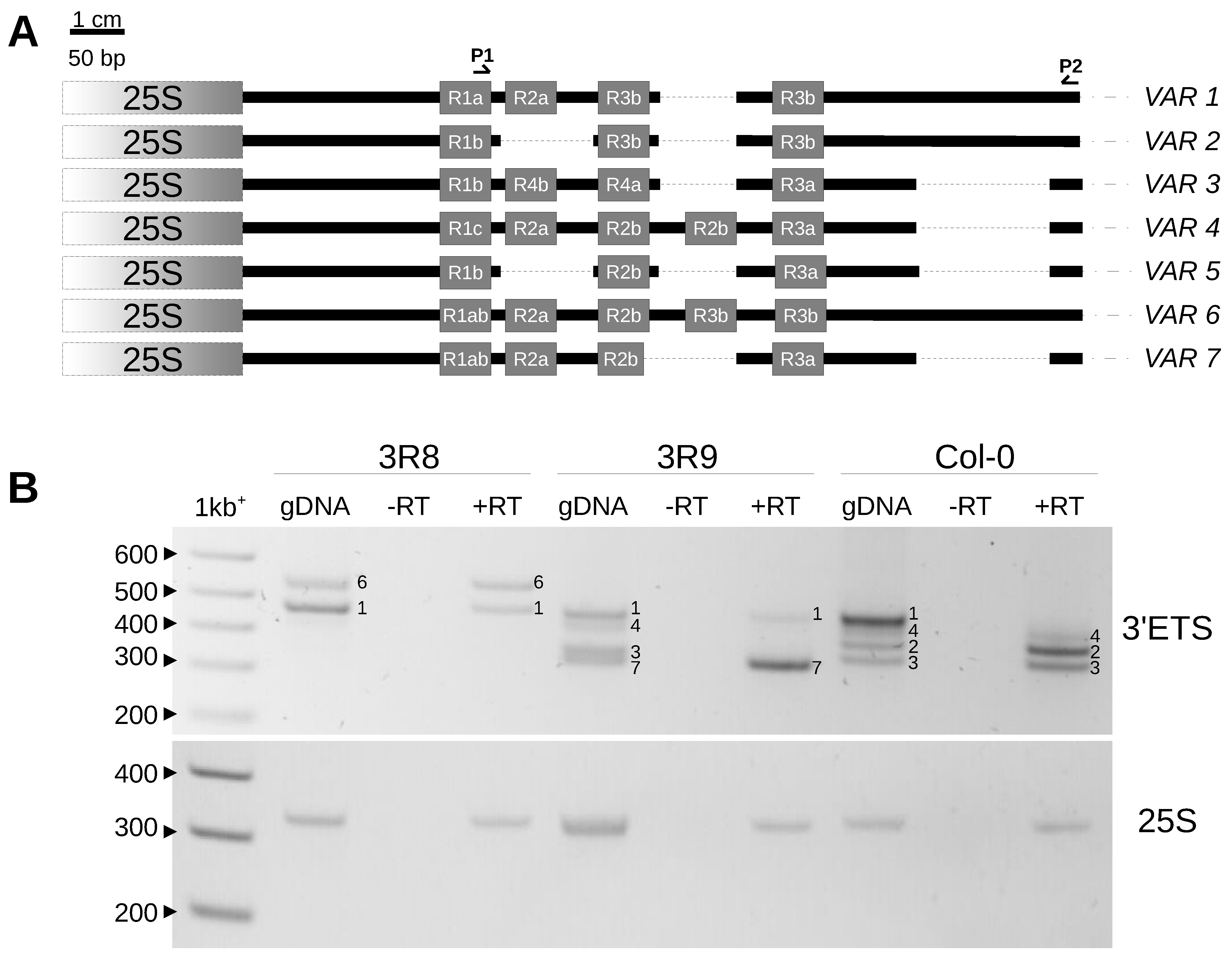 Plants 12 02722 g005