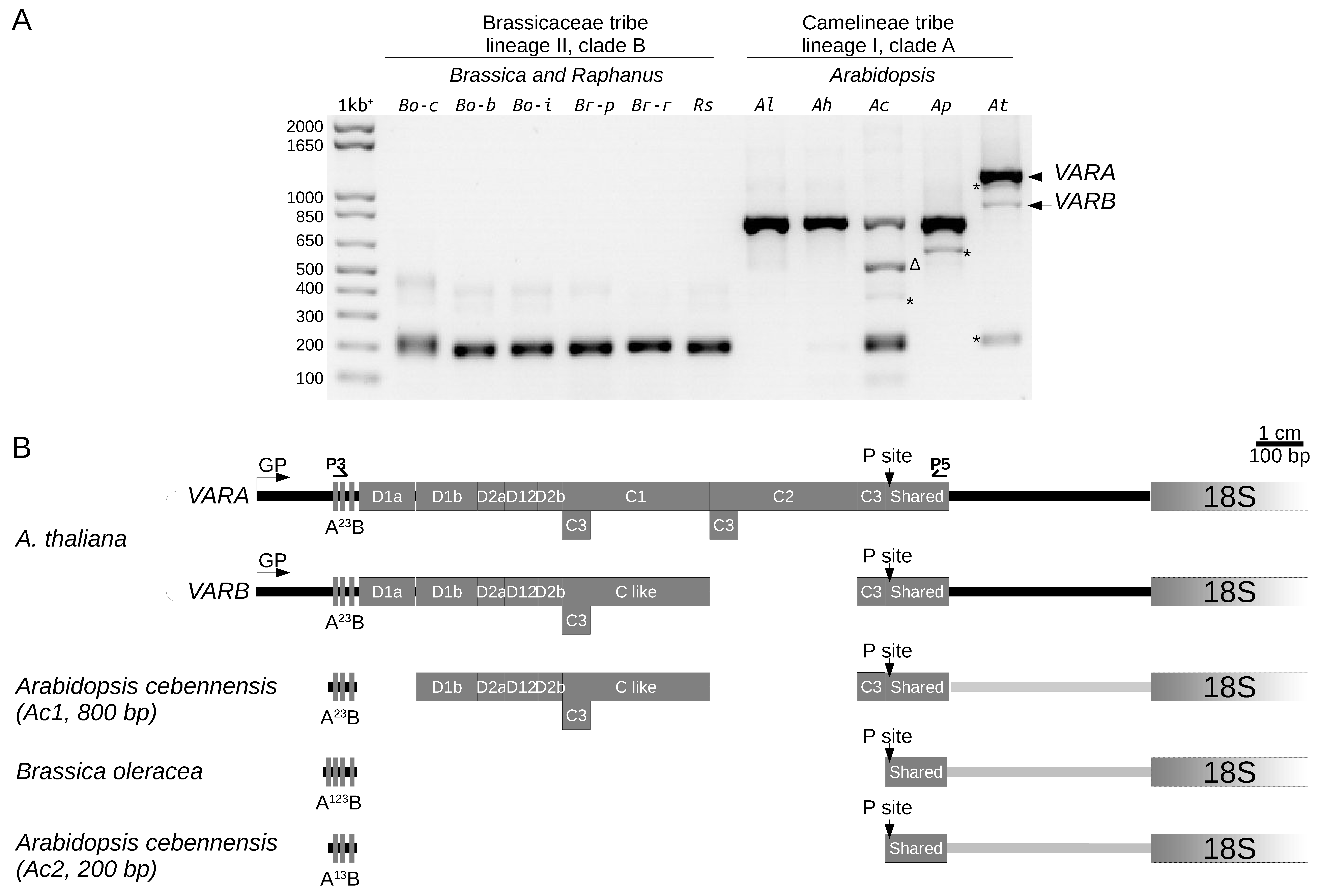 Plants 12 02722 g007