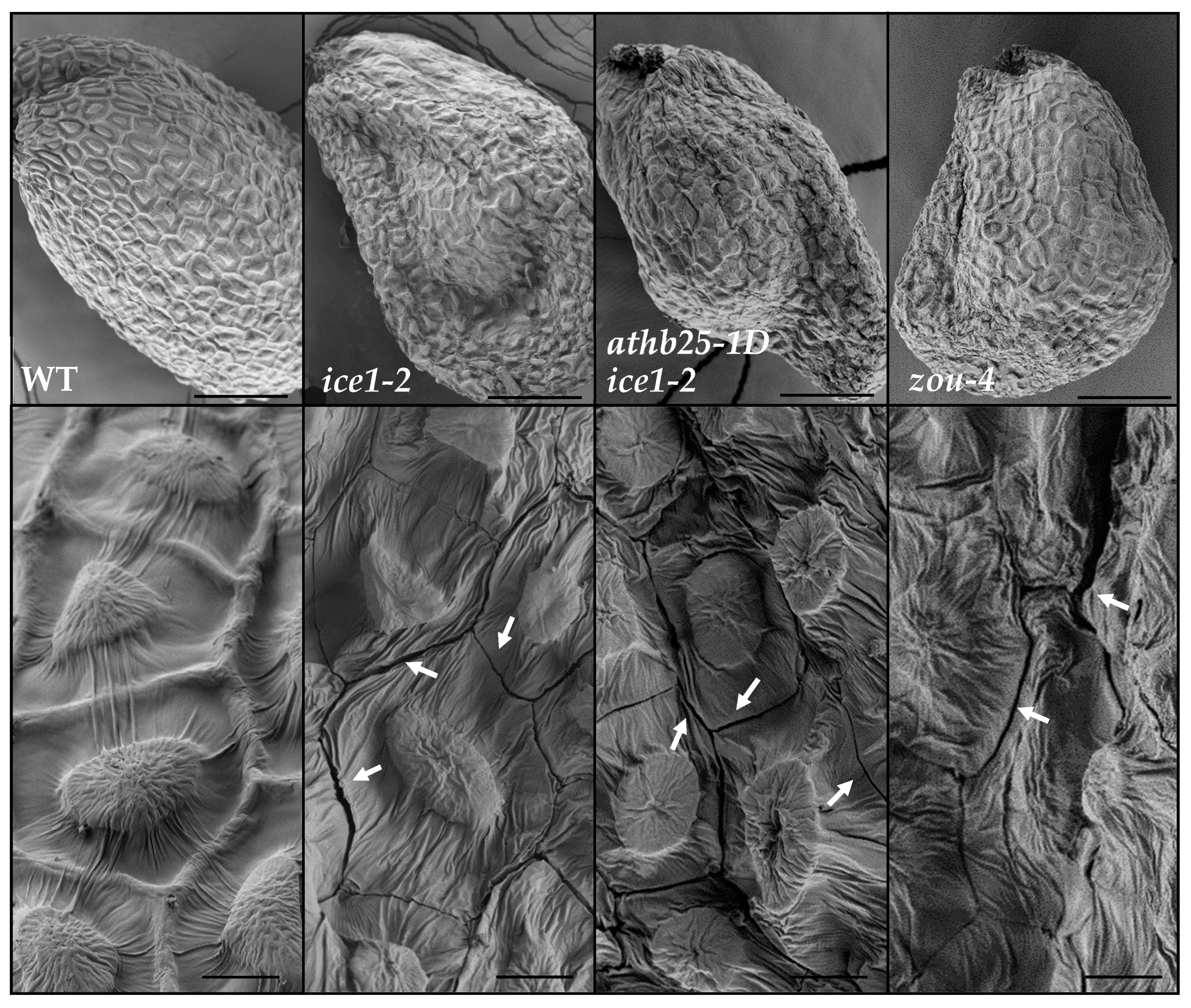 Plants 12 02726 g005 Plants 12 02726 g005