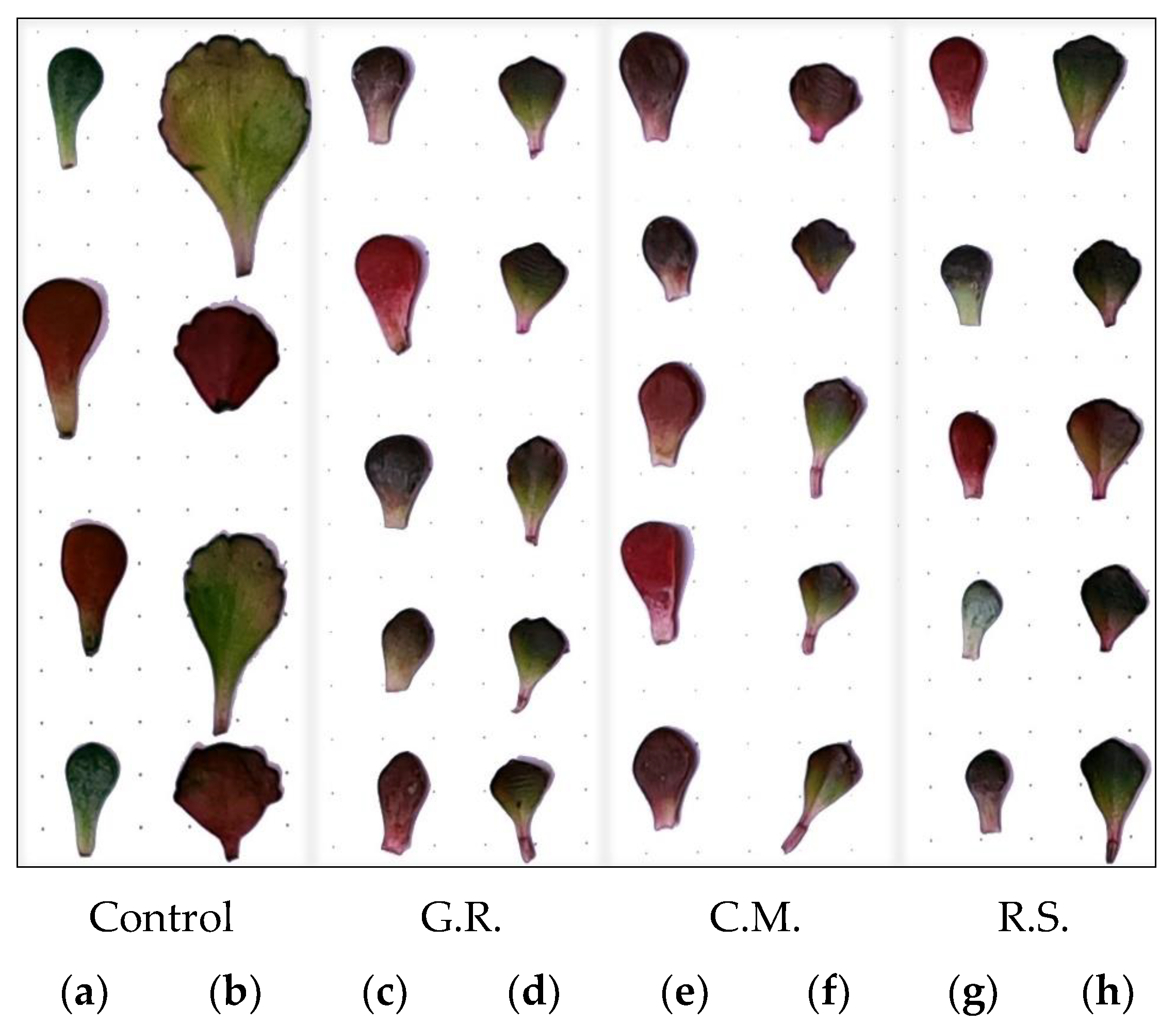 Plants 12 02739 g009 Plants 12 02739 g009