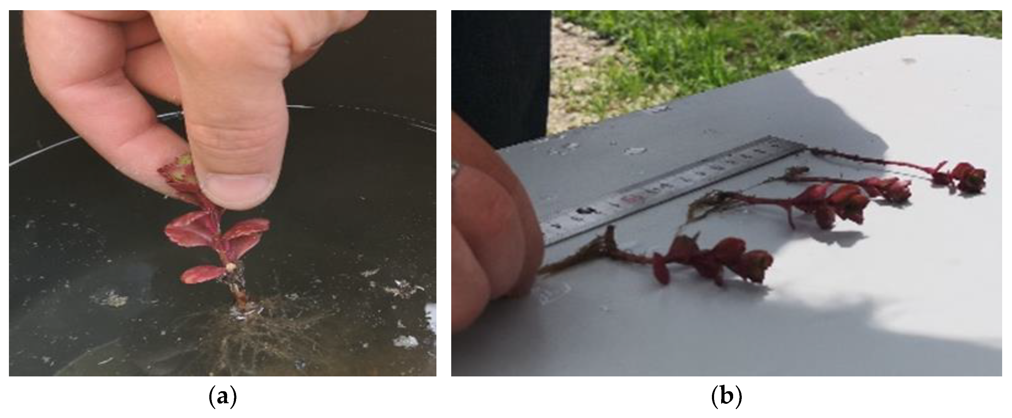 Plants 12 02739 g012 Plants 12 02739 g012