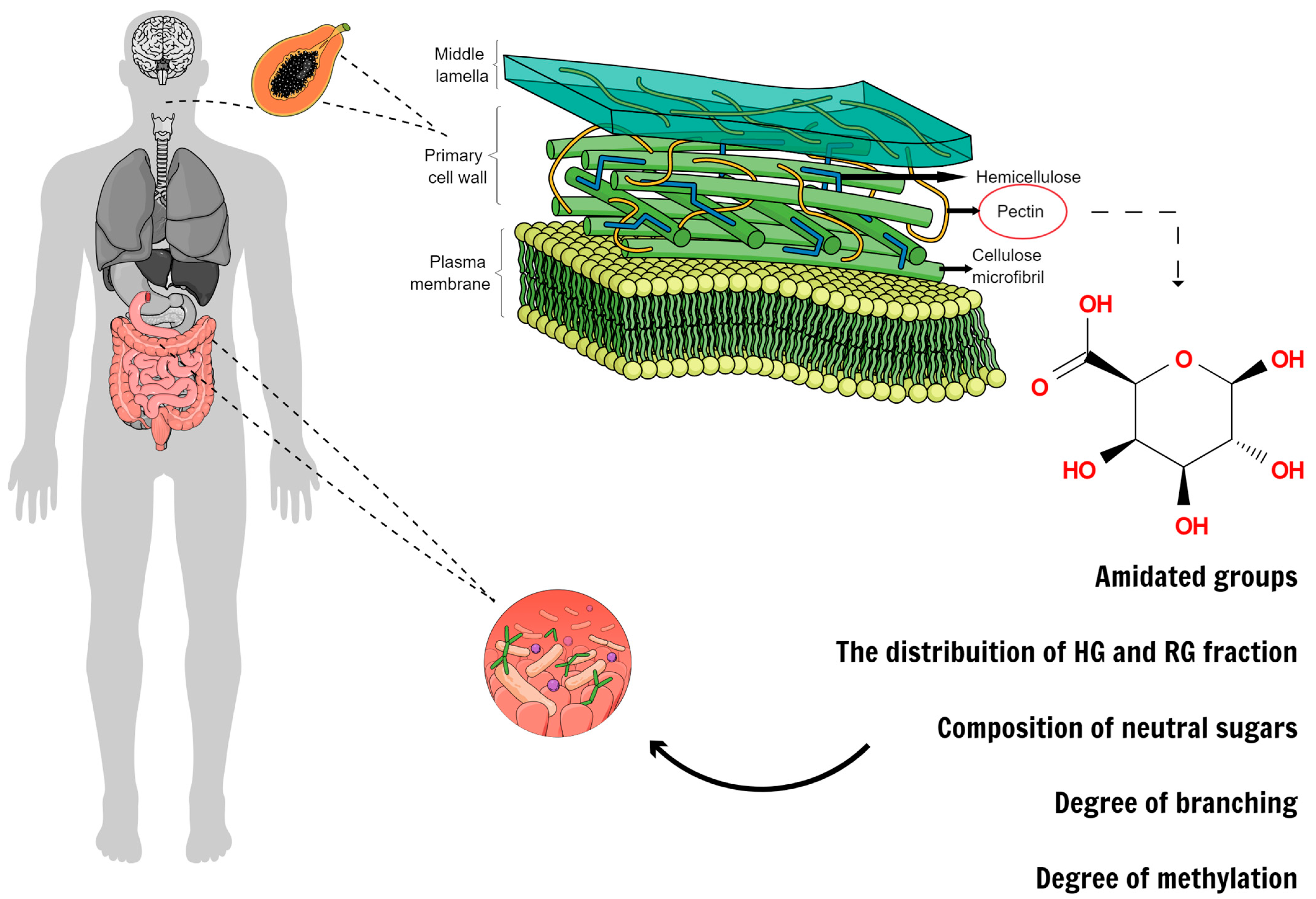 Plants 12 02750 g003