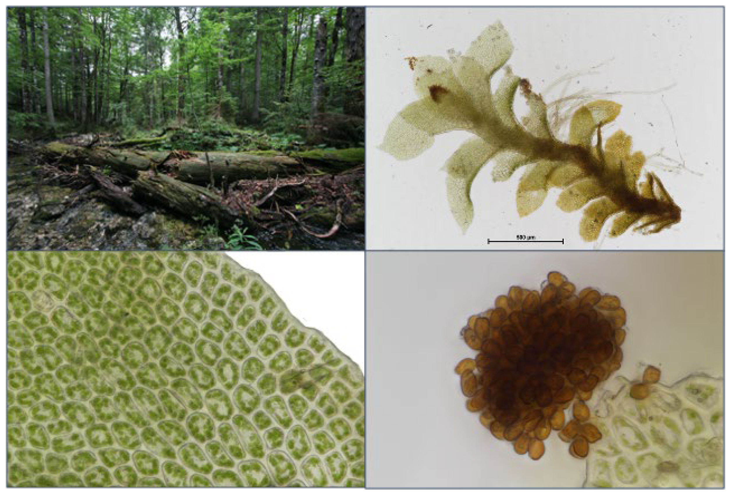 Plants 12 02753 g007