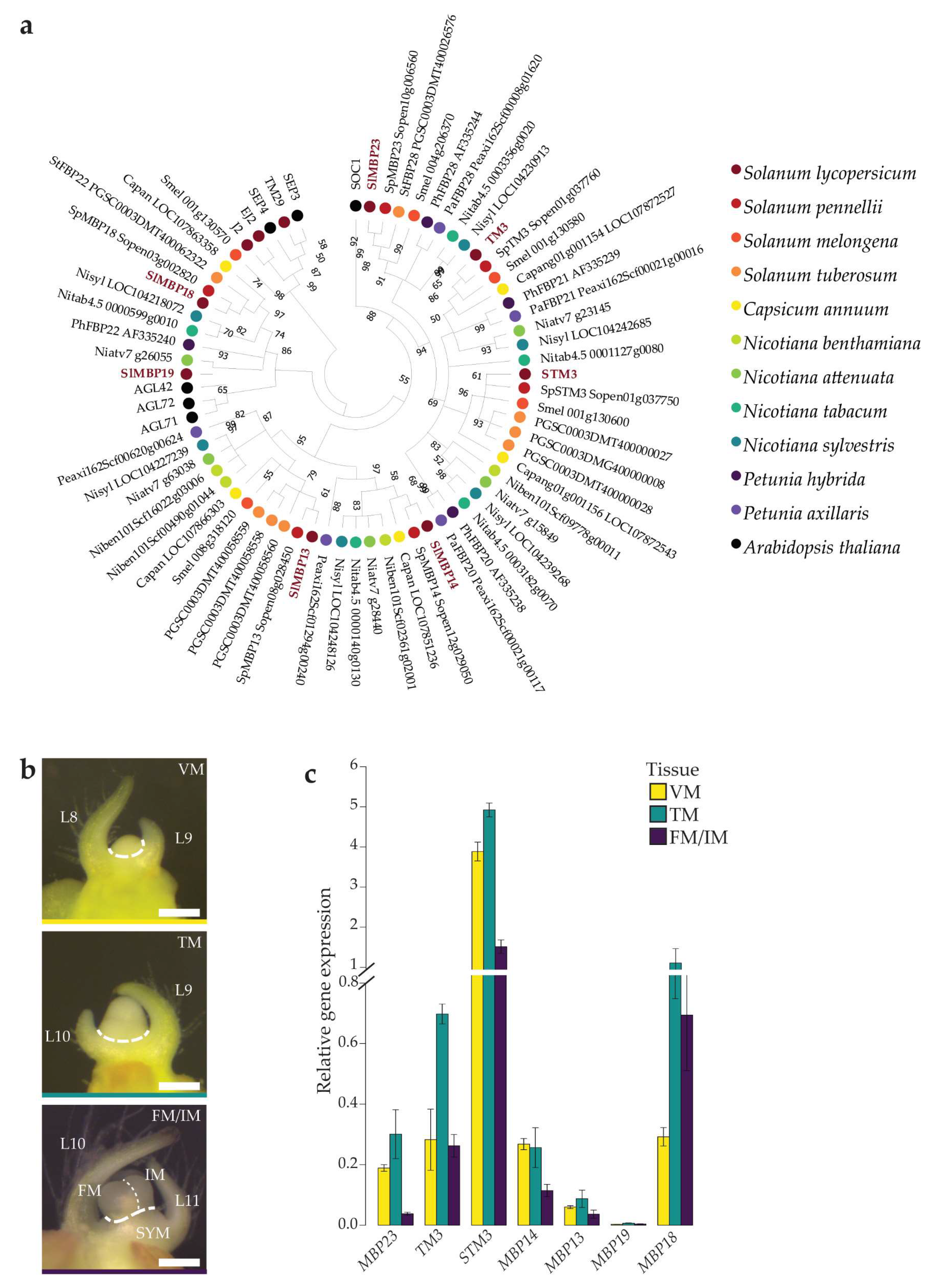 Plants 12 02754 g001 Plants 12 02754 g001