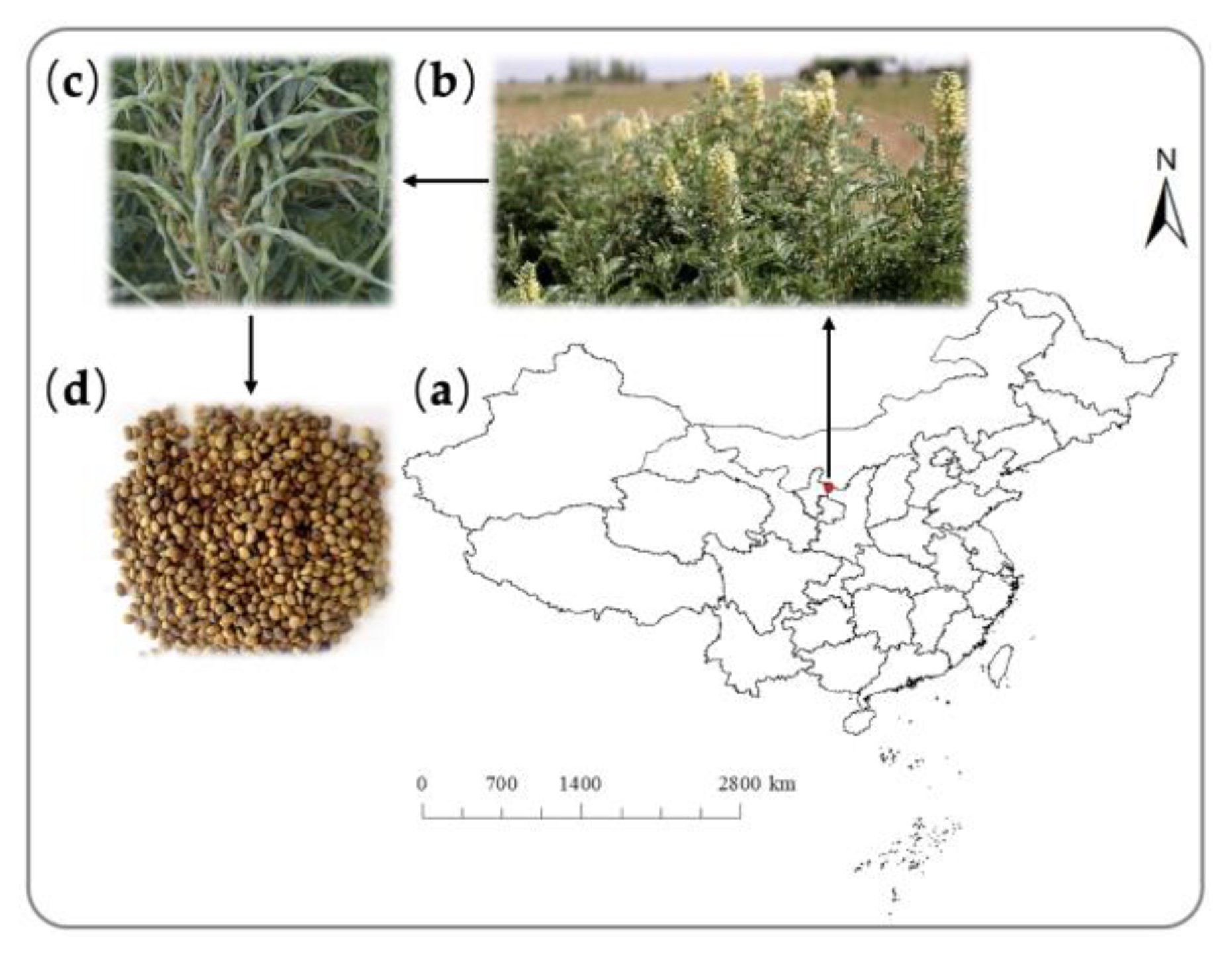 Plants 12 02766 g002