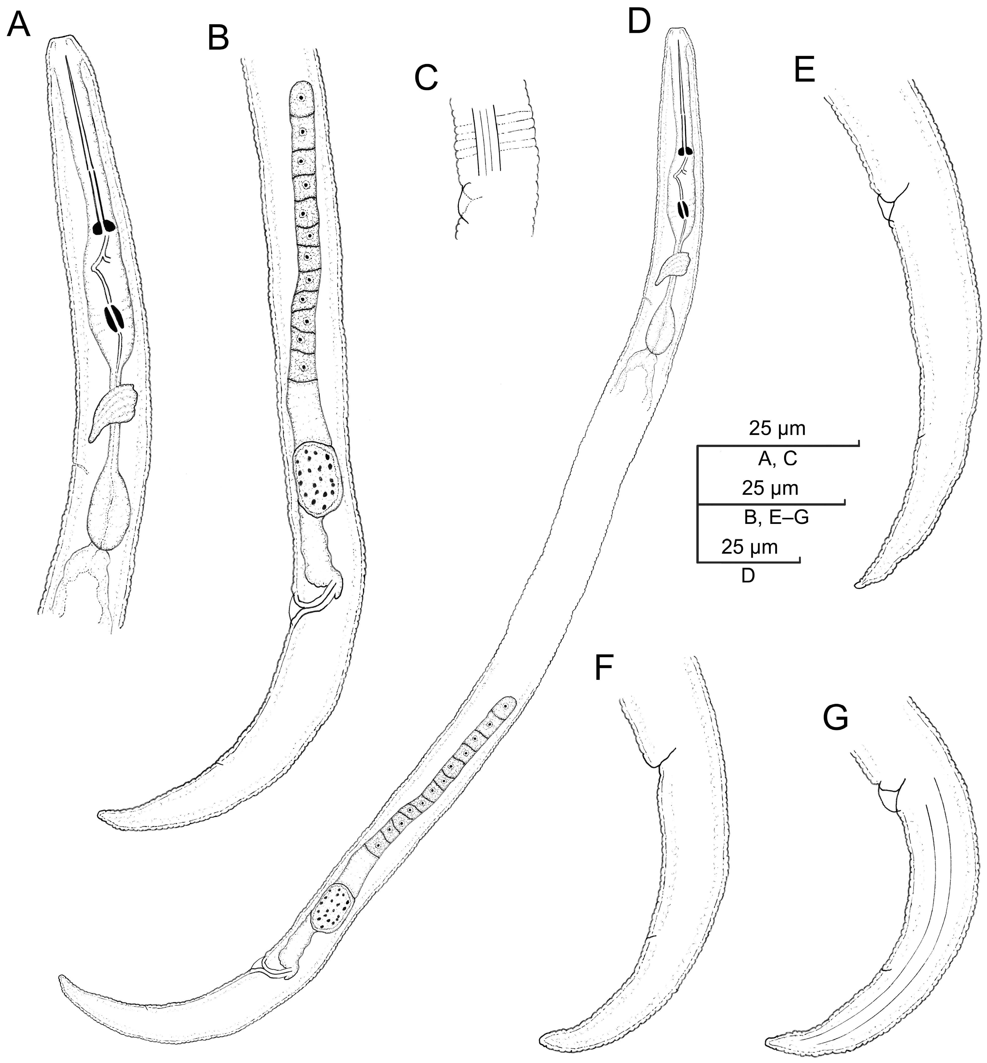 Plants 12 02770 g001 Plants 12 02770 g001