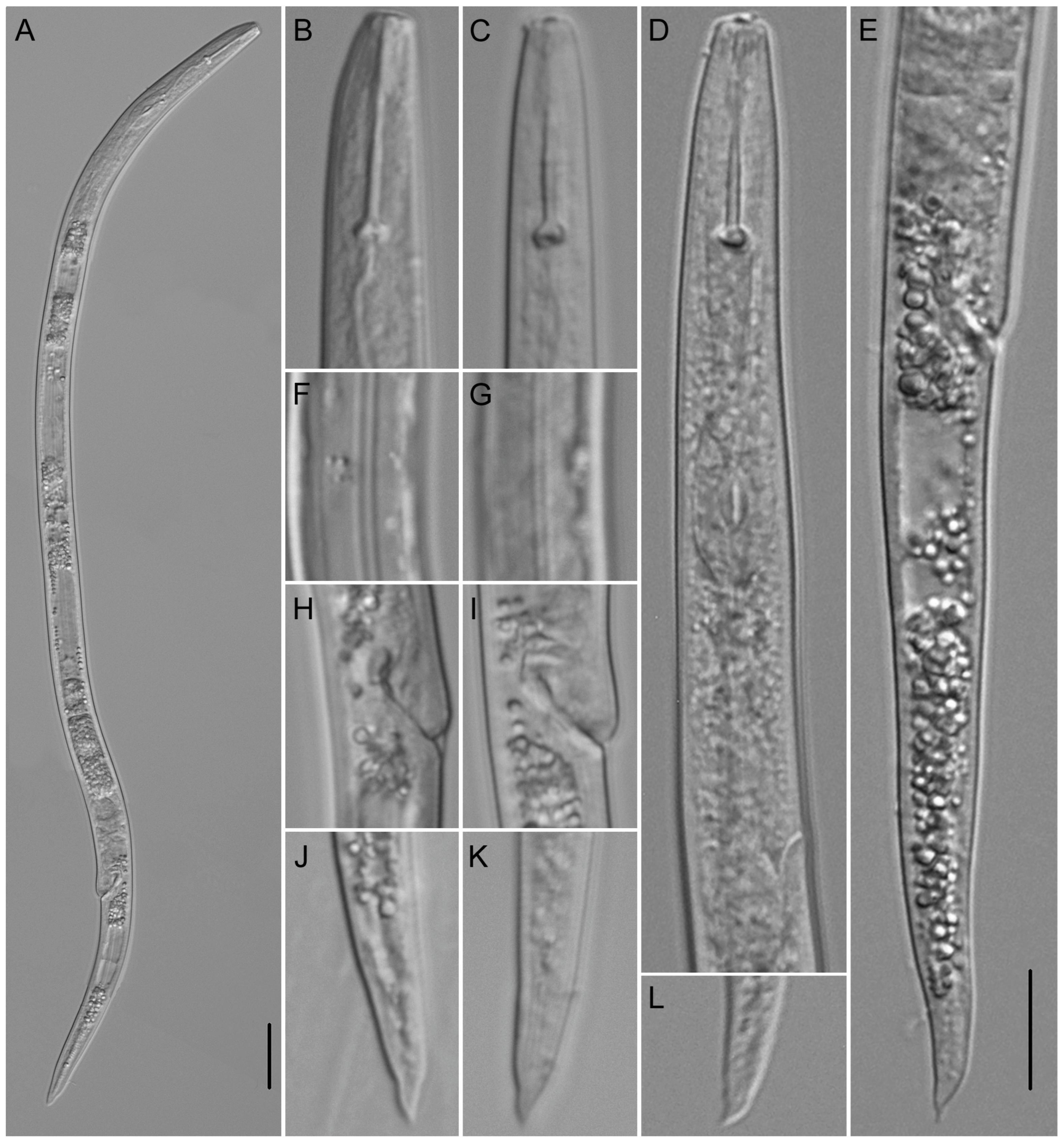 Plants 12 02770 g006 Plants 12 02770 g006