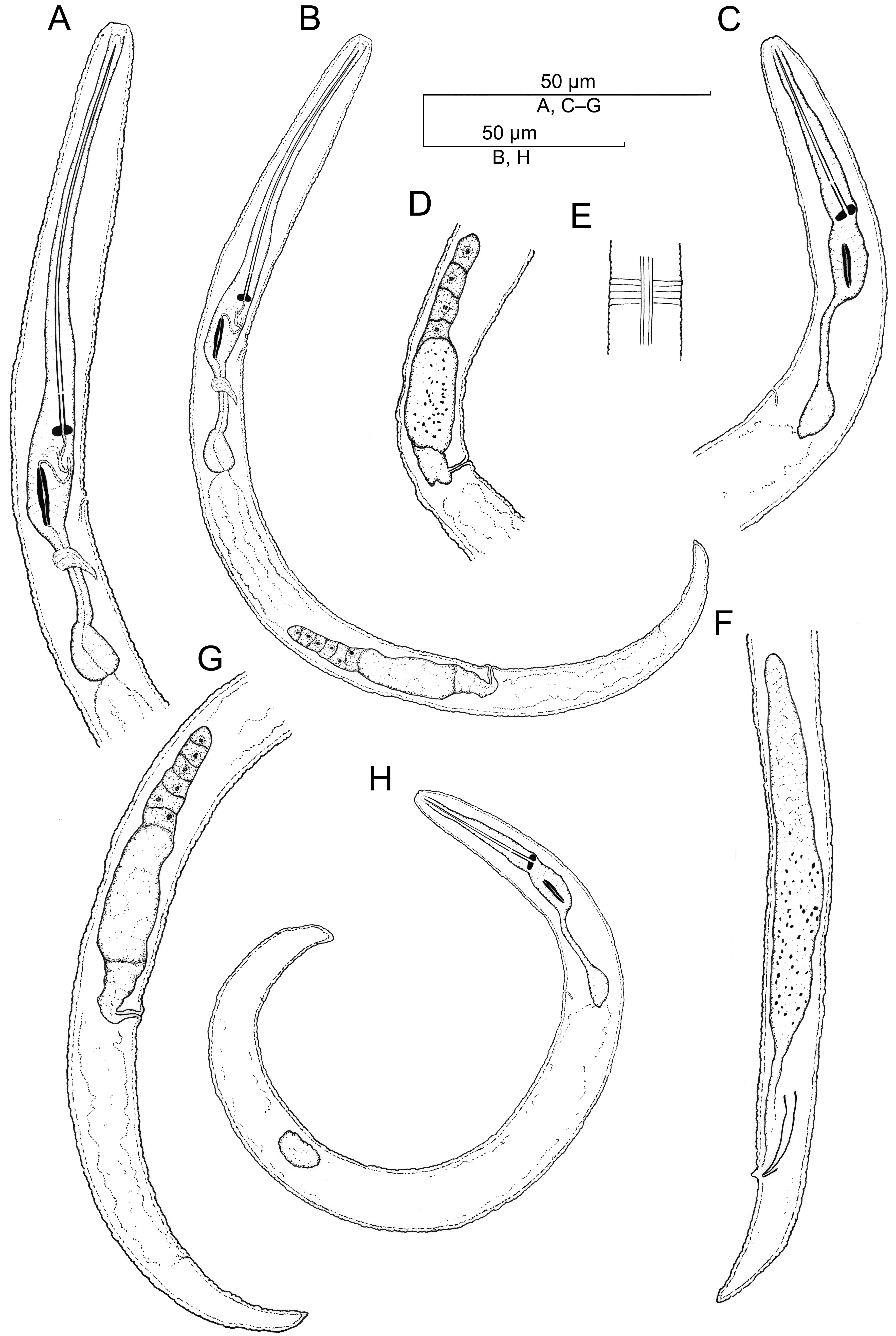 Plants 12 02770 g007 Plants 12 02770 g007