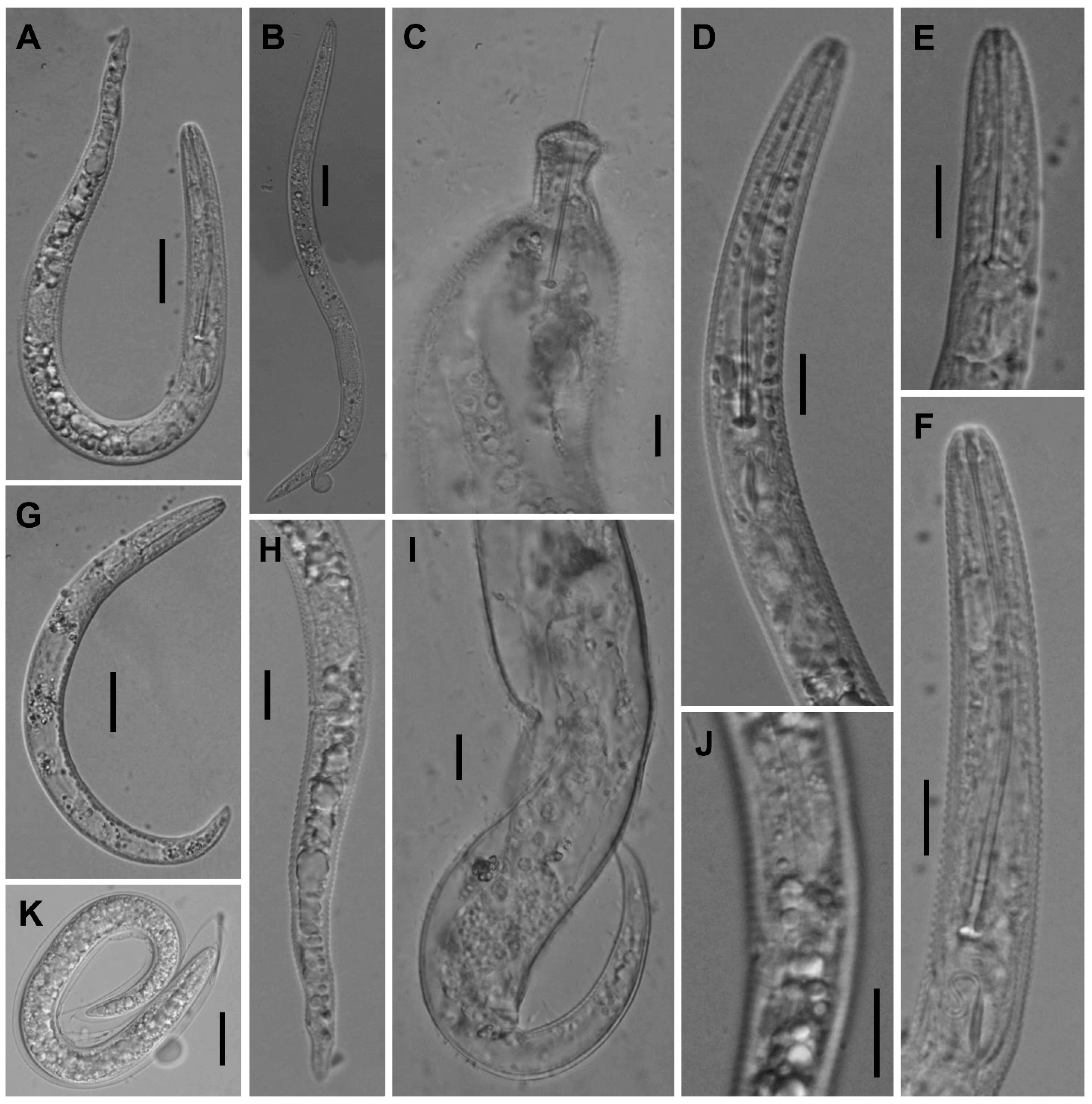 Plants 12 02770 g008 Plants 12 02770 g008