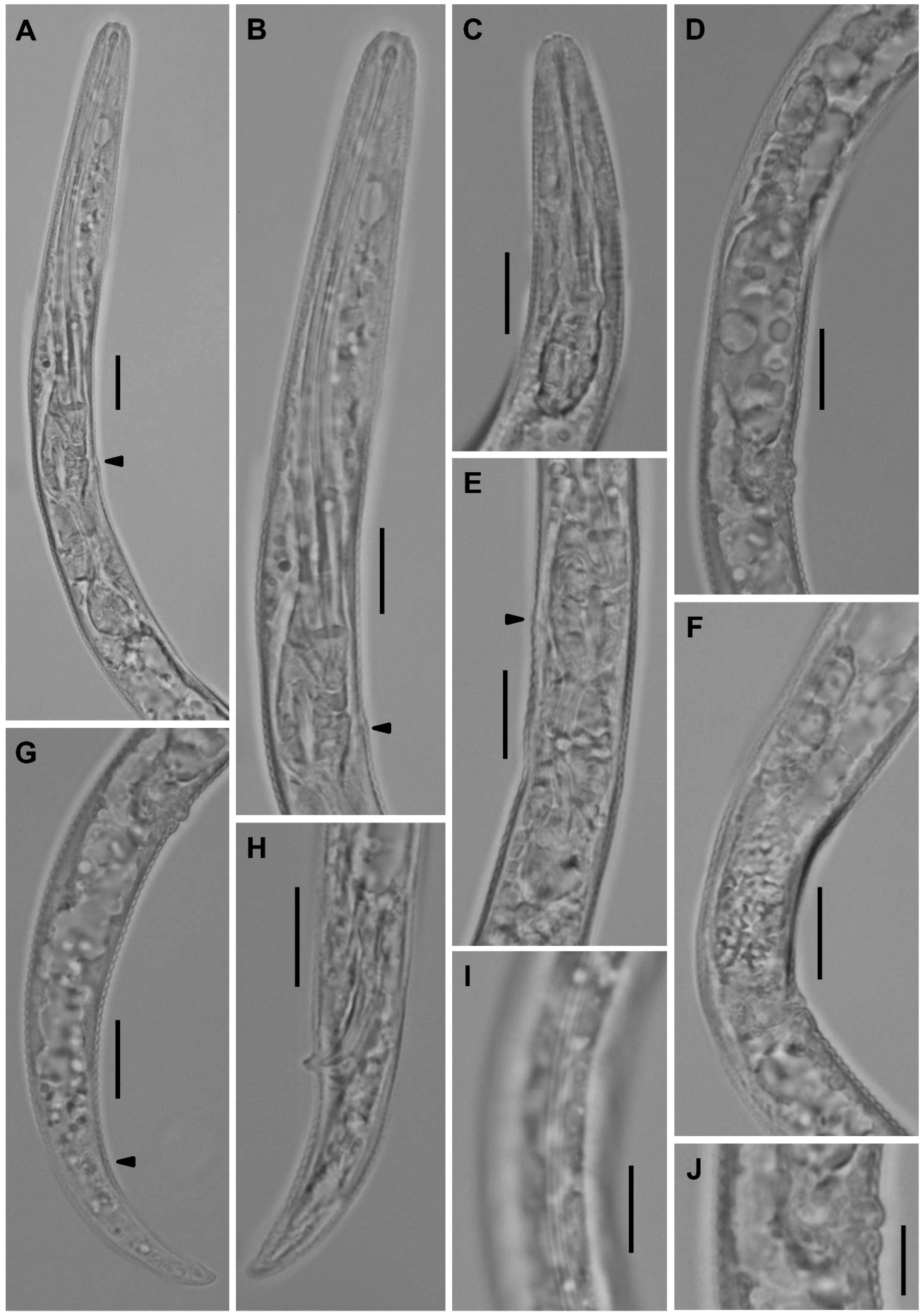 Plants 12 02770 g009 Plants 12 02770 g009