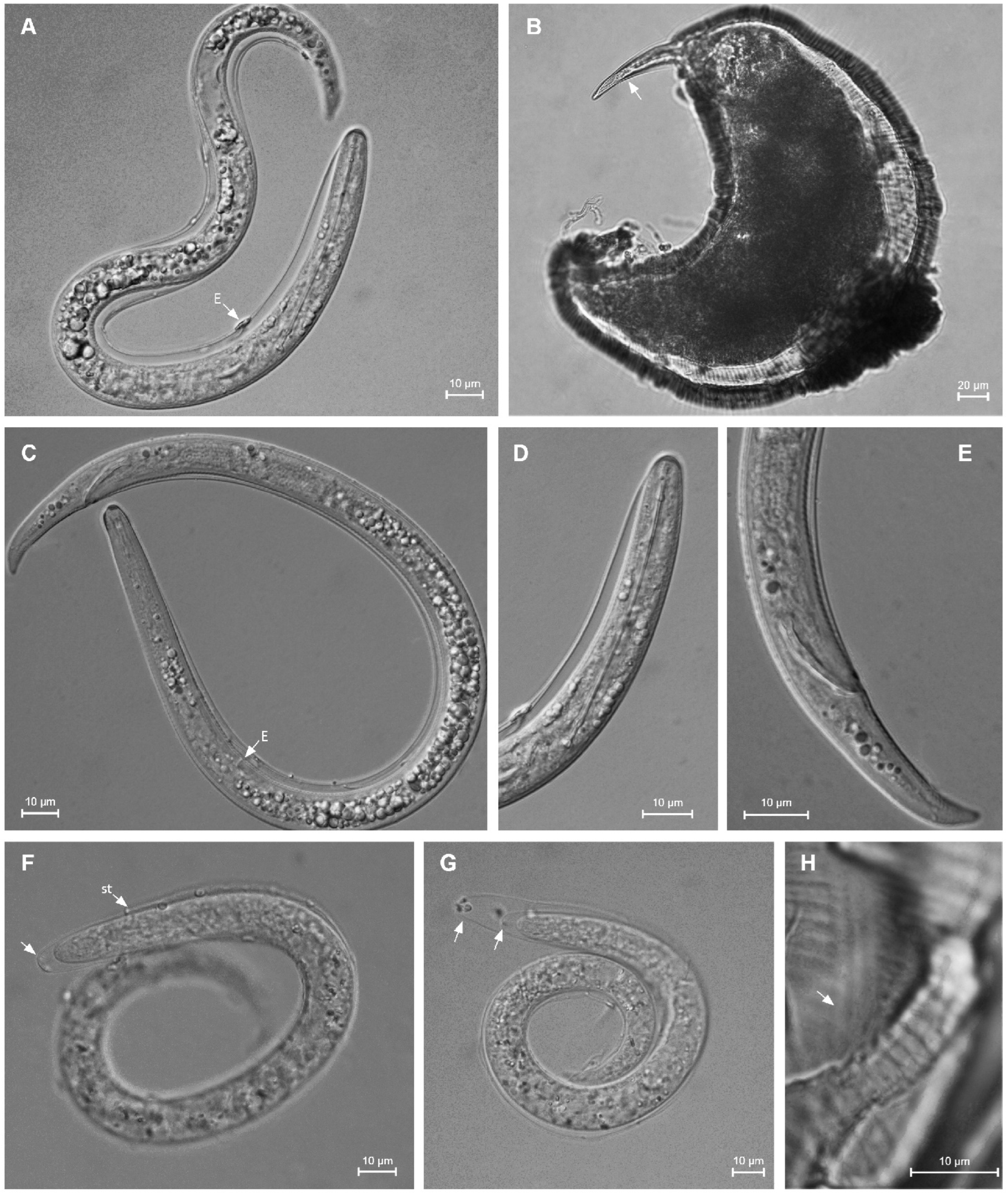 Plants 12 02770 g013 Plants 12 02770 g013
