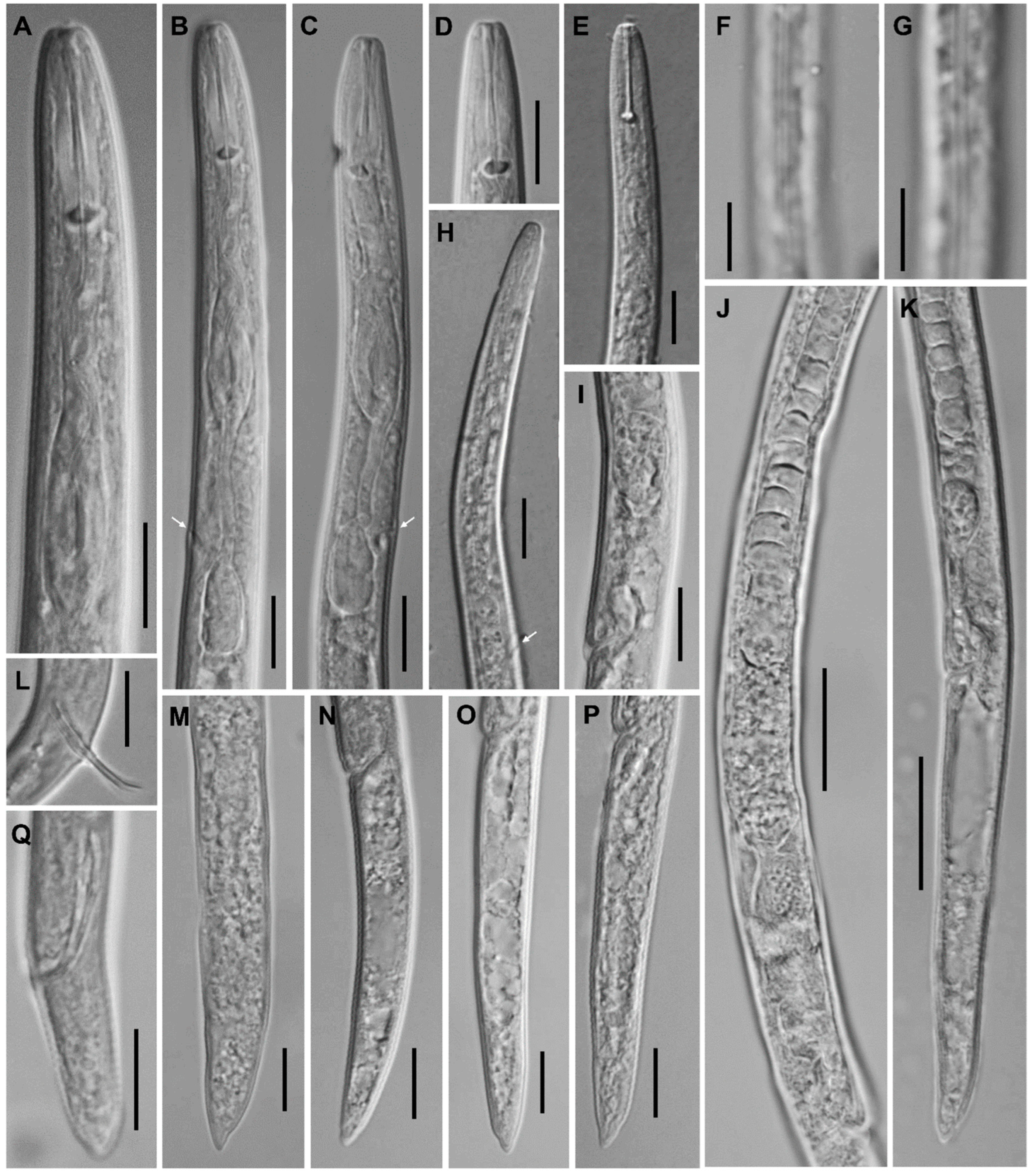 Plants 12 02770 g014 Plants 12 02770 g014