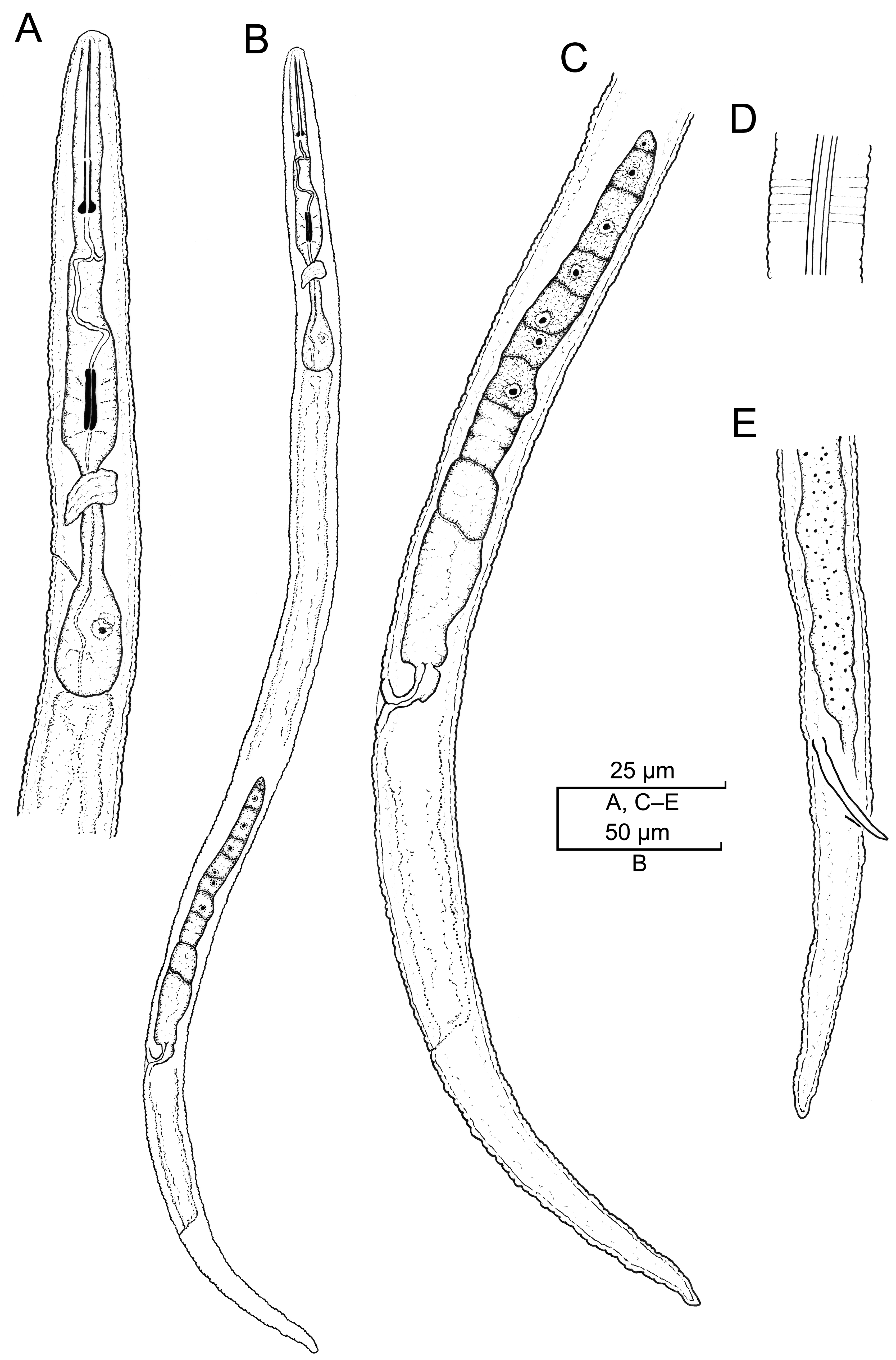 Plants 12 02770 g015 Plants 12 02770 g015