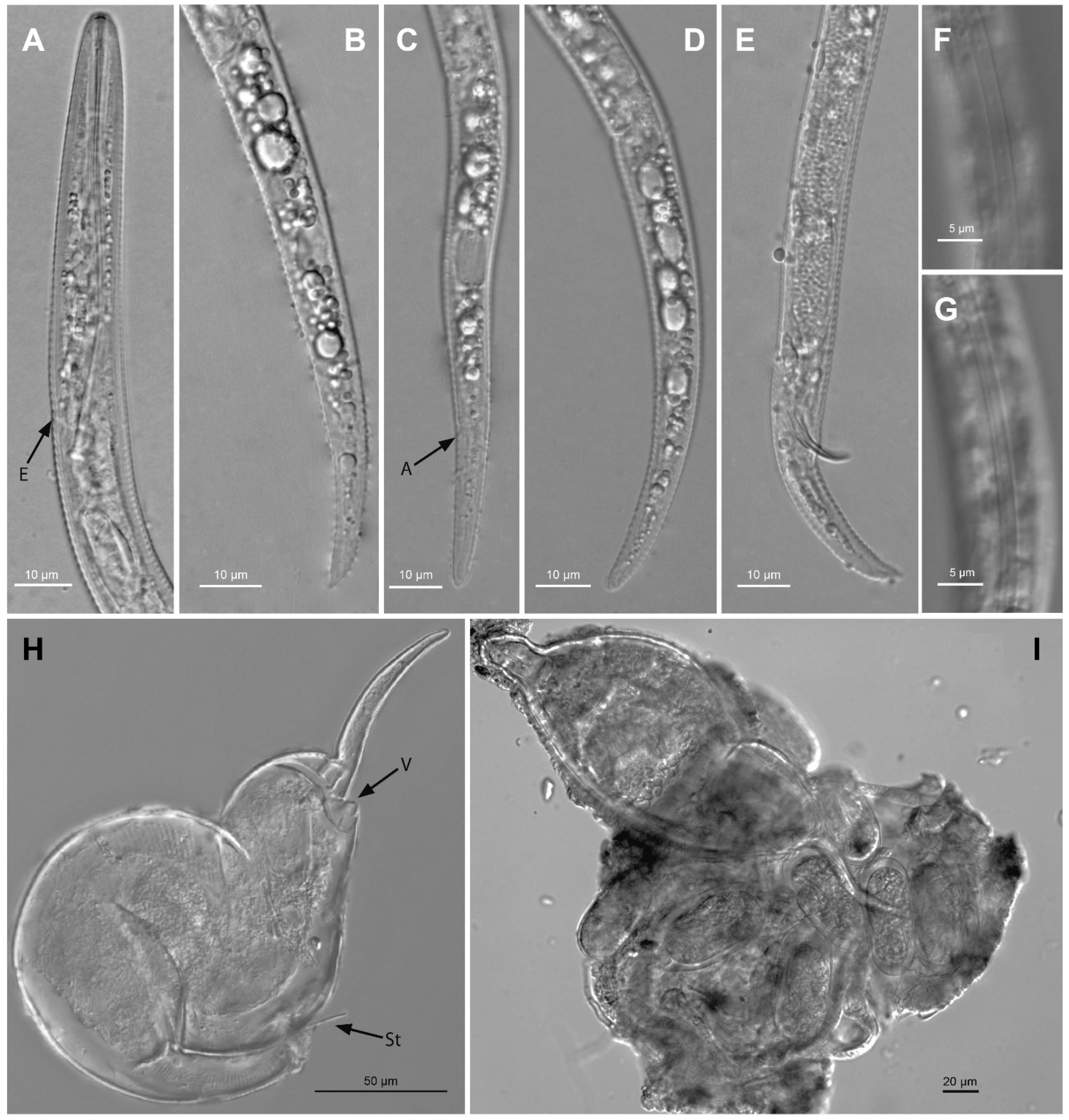 Plants 12 02770 g017 Plants 12 02770 g017