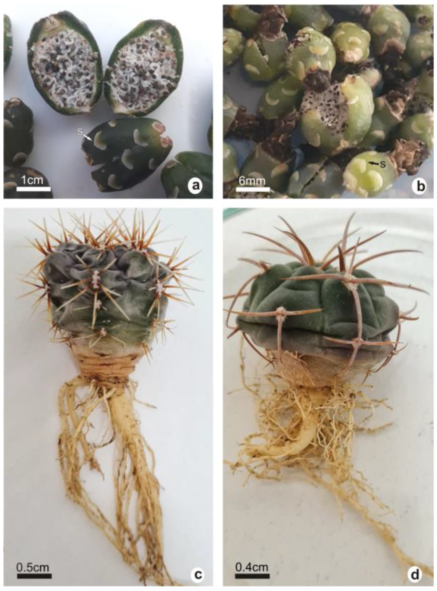 Plants 12 02774 g001 Plants 12 02774 g001