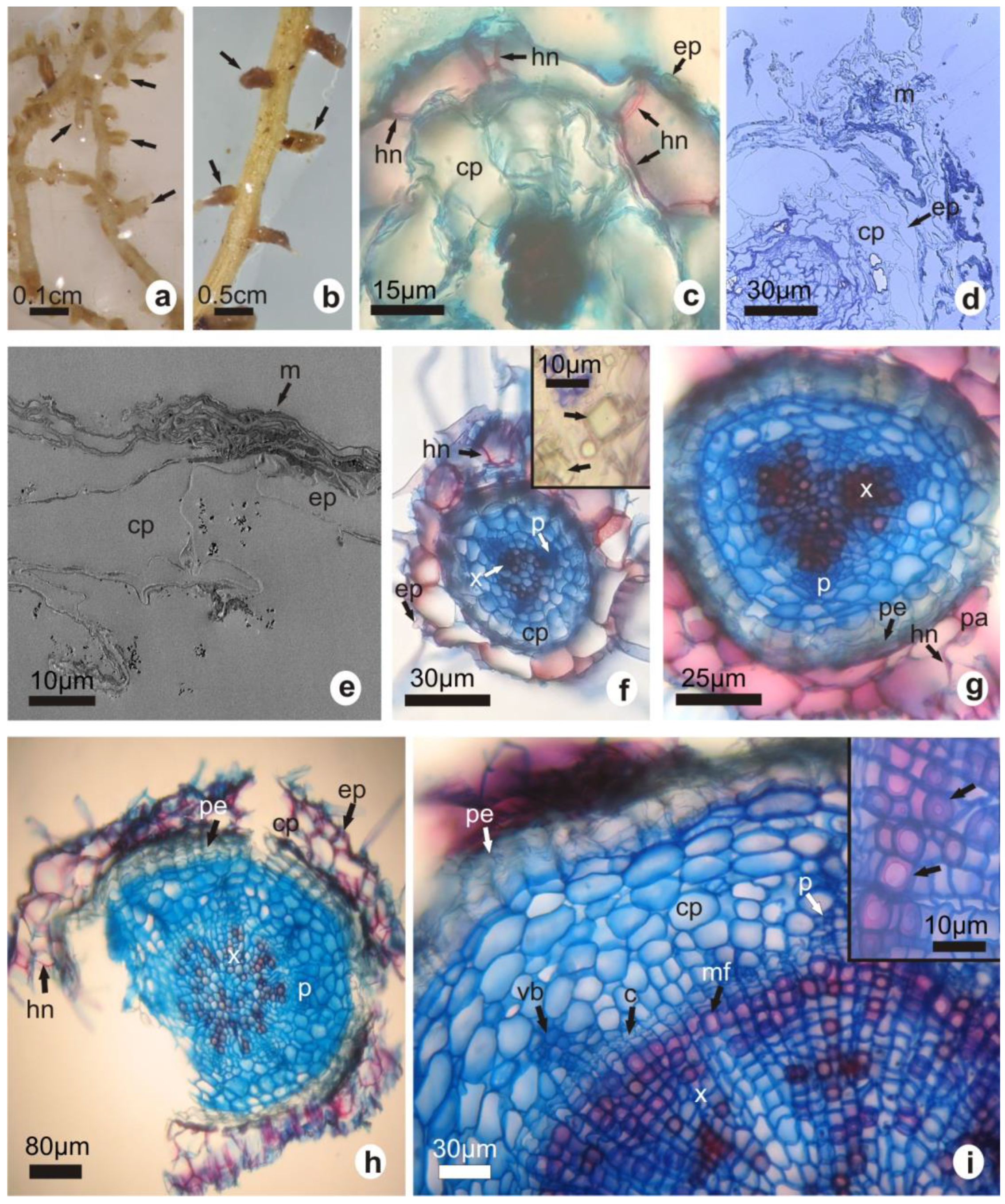 Plants 12 02774 g002 Plants 12 02774 g002