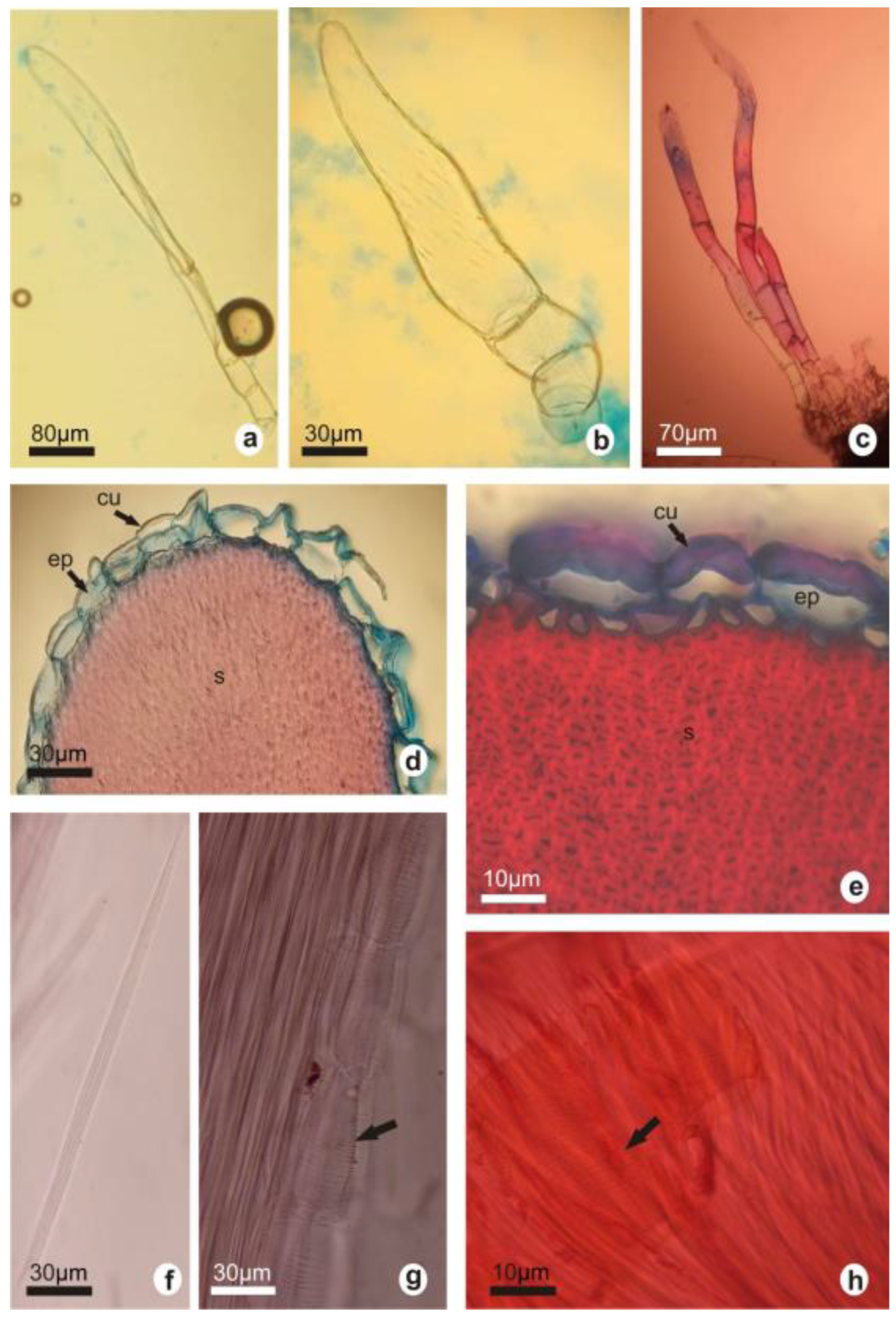 Plants 12 02774 g004 Plants 12 02774 g004