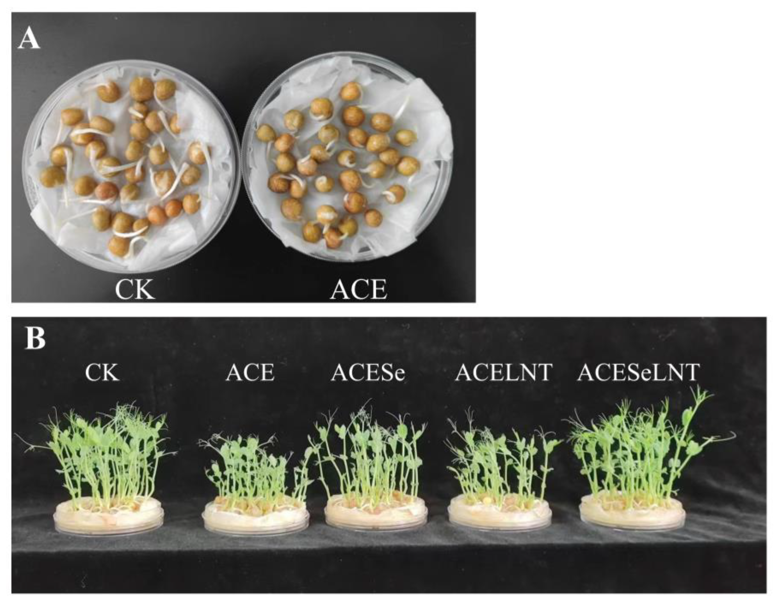 Plants 12 02781 g002 Plants 12 02781 g002