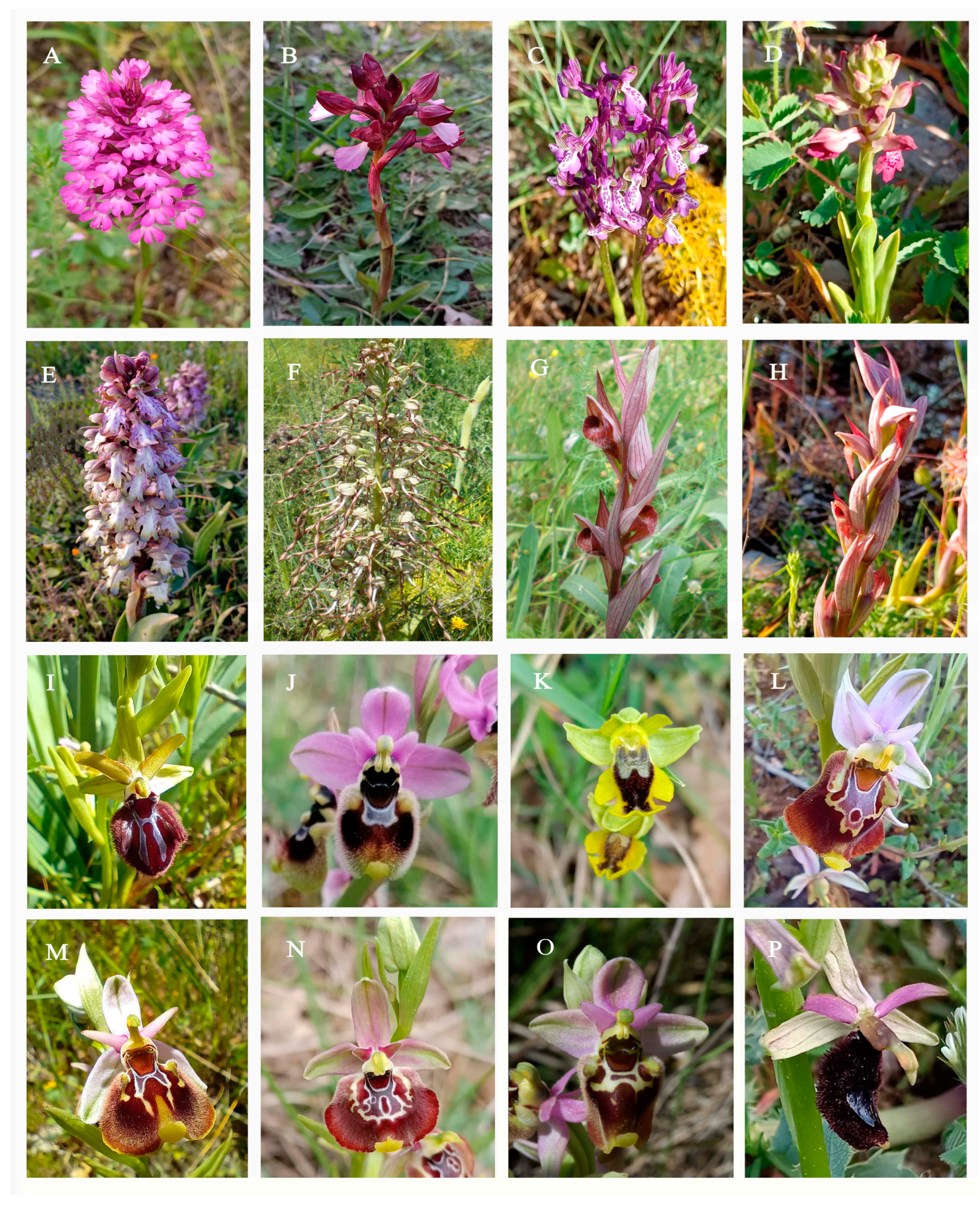 Plants 12 02798 g001 Plants 12 02798 g001