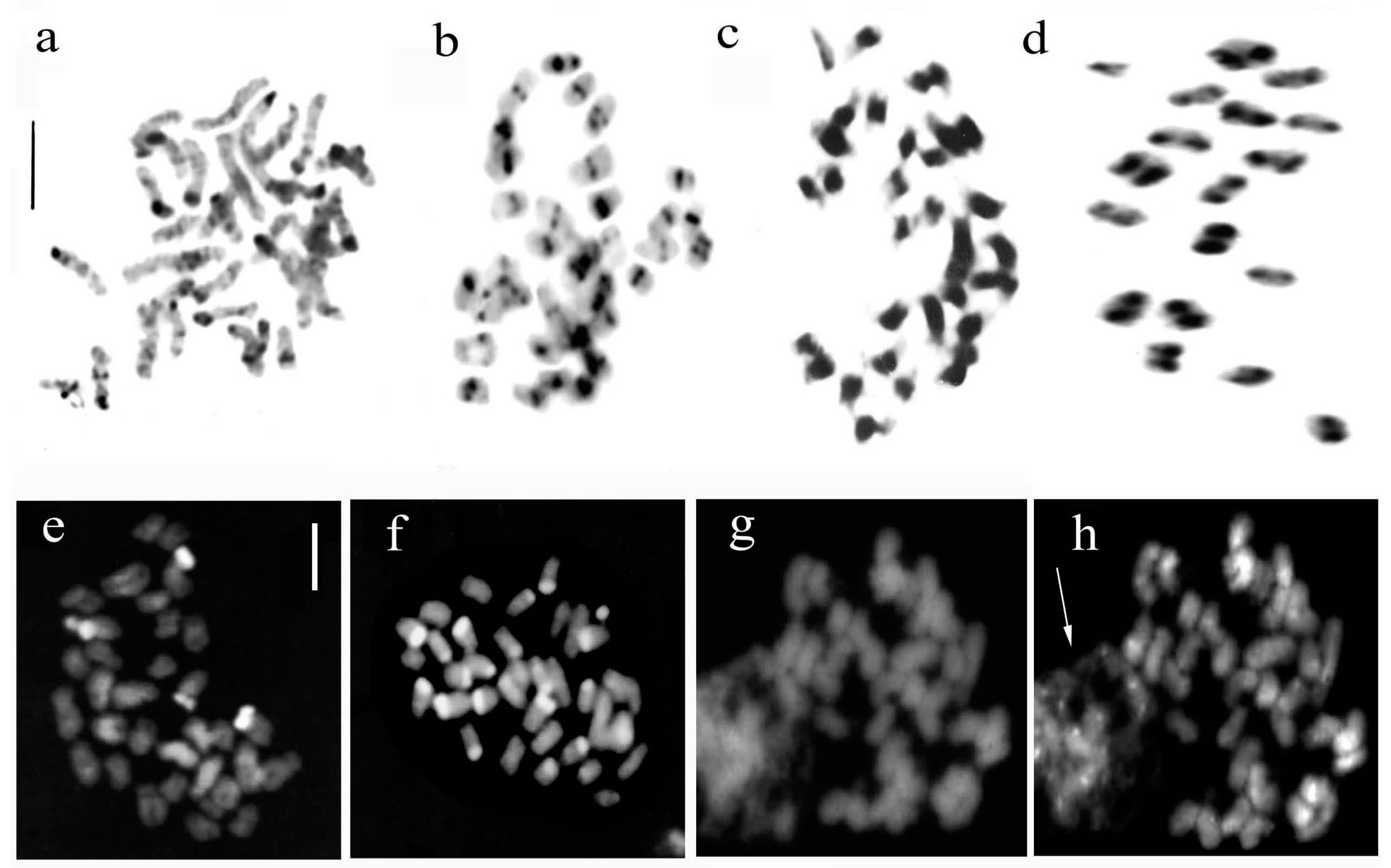 Plants 12 02798 g003 Plants 12 02798 g003