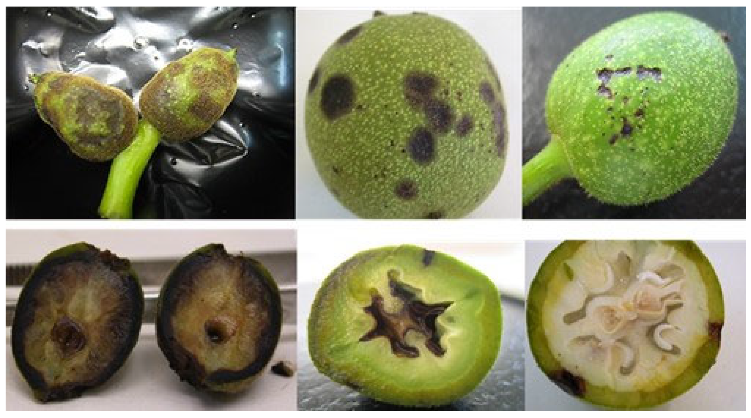 Plants 12 02800 g001