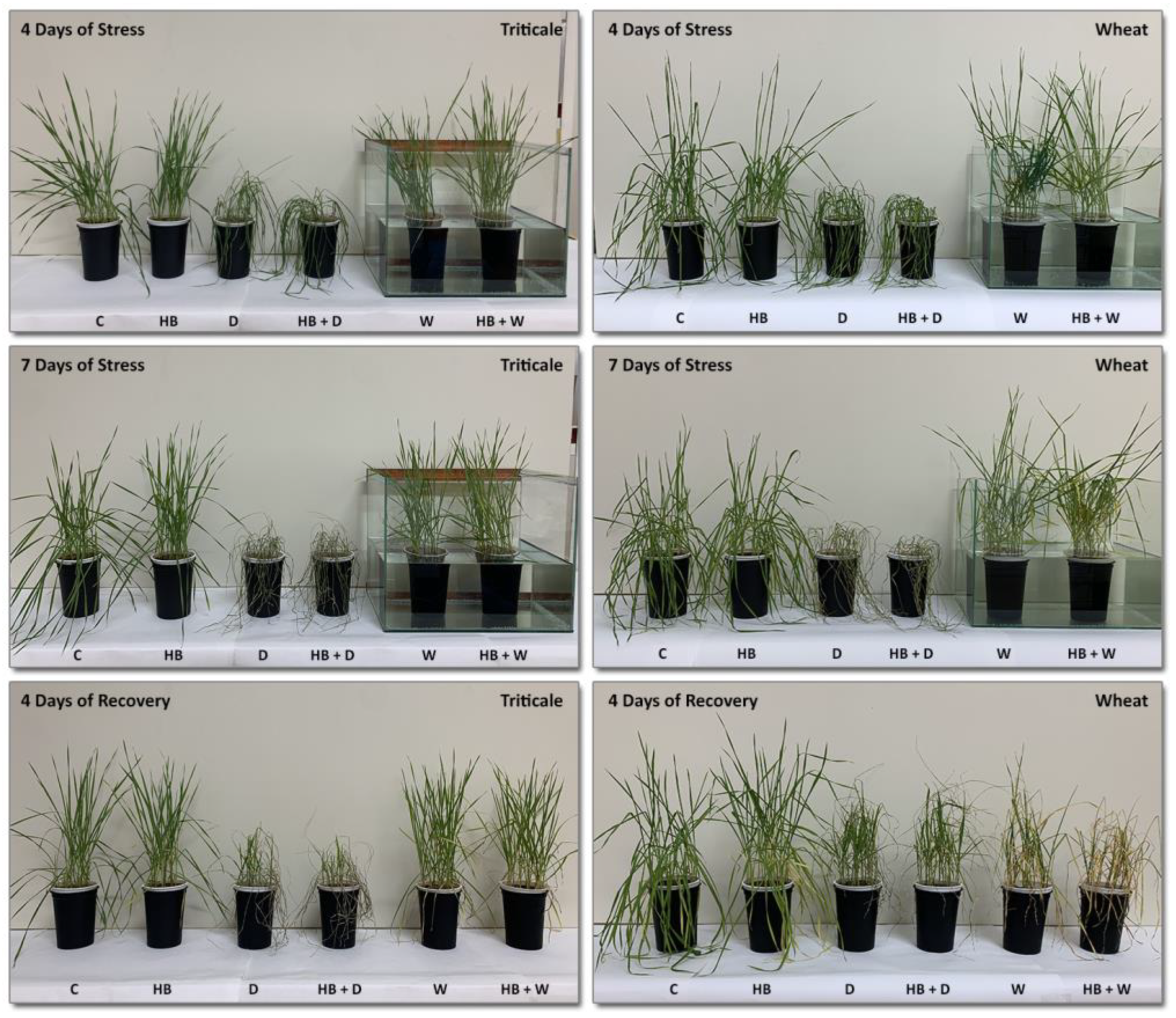 Plants 12 02803 g005 Plants 12 02803 g005