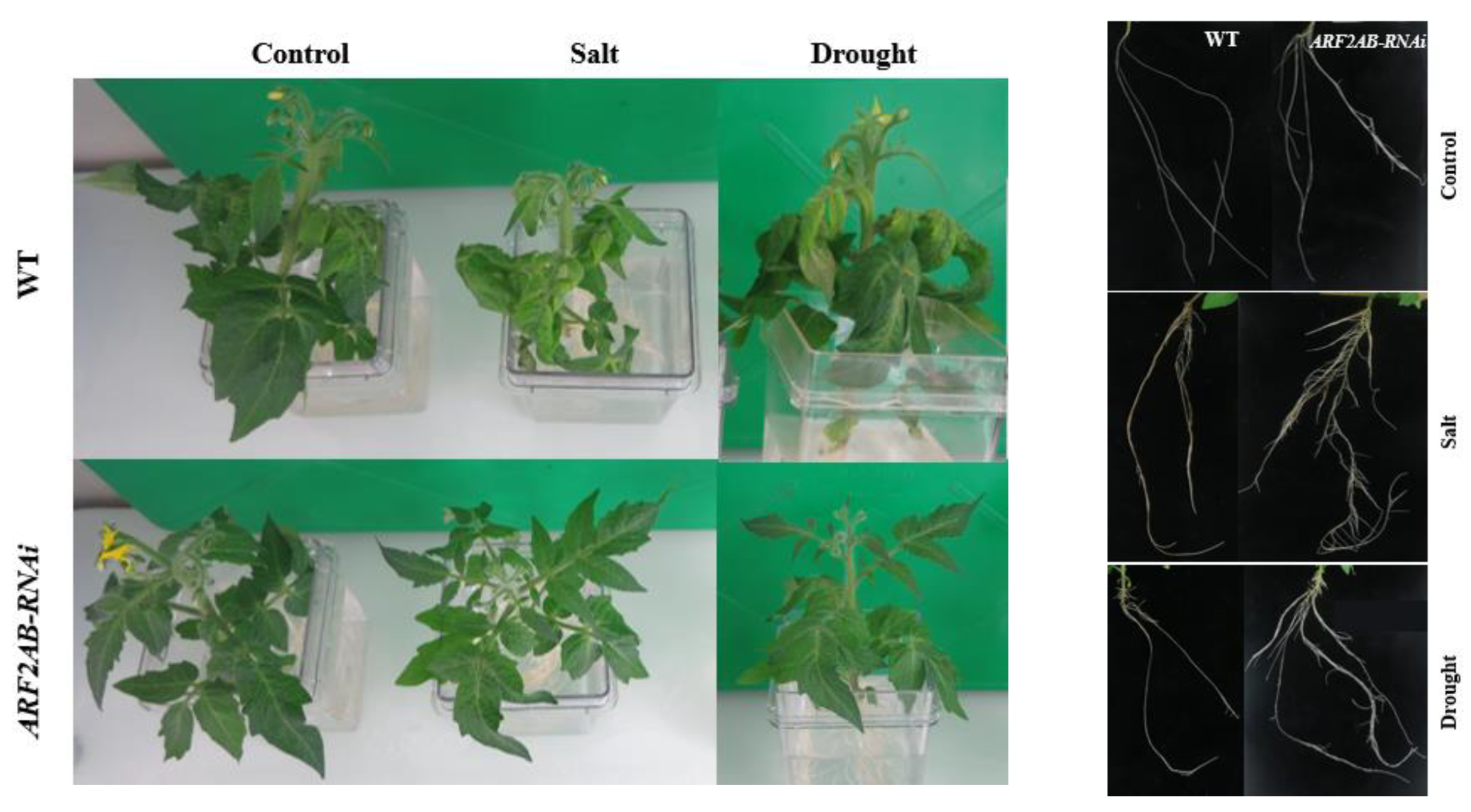 Plants 12 02804 g003