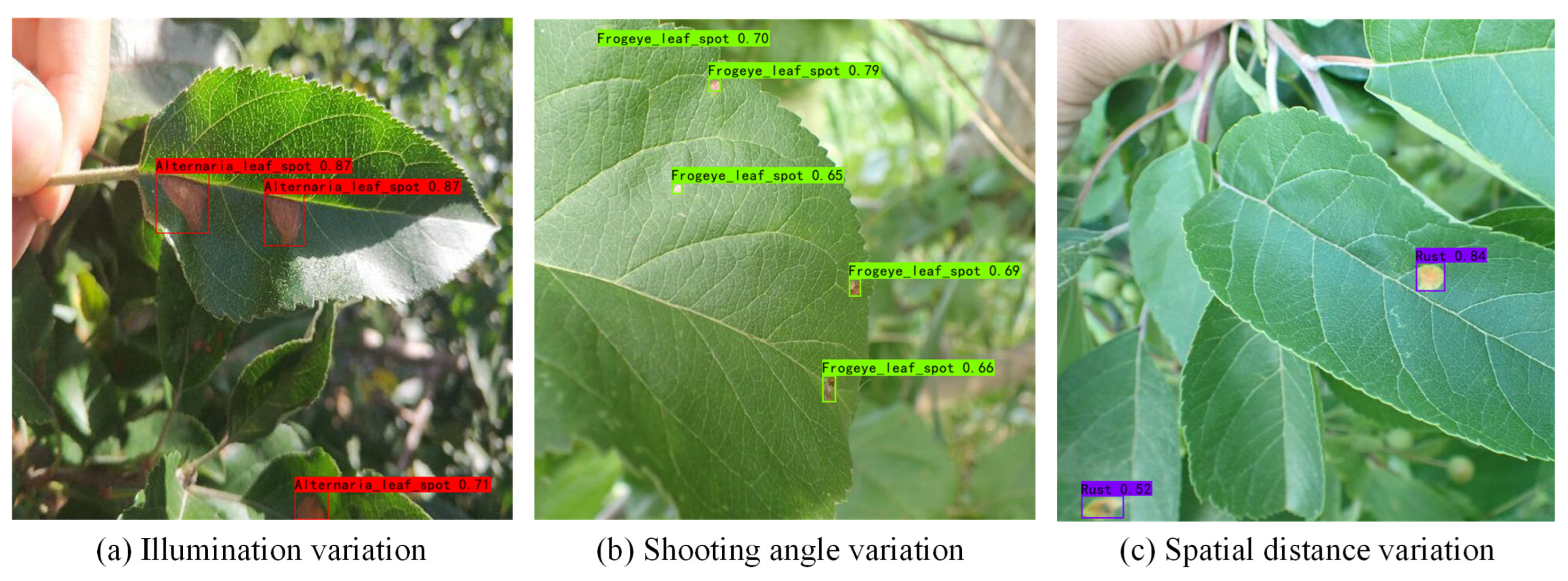 Plants 12 02806 g005