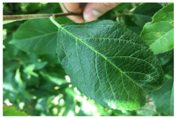 Plants 12 02806 i001