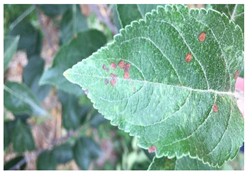 Plants 12 02806 i002