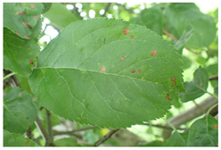 Plants 12 02806 i003