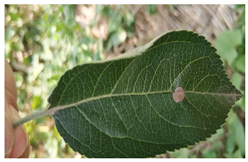 Plants 12 02806 i004