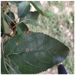 Plants 12 02806 i006