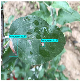 Plants 12 02806 i011