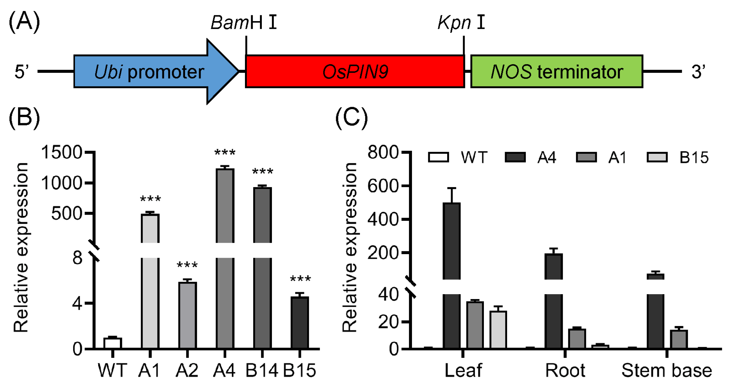 Plants 12 02809 g002