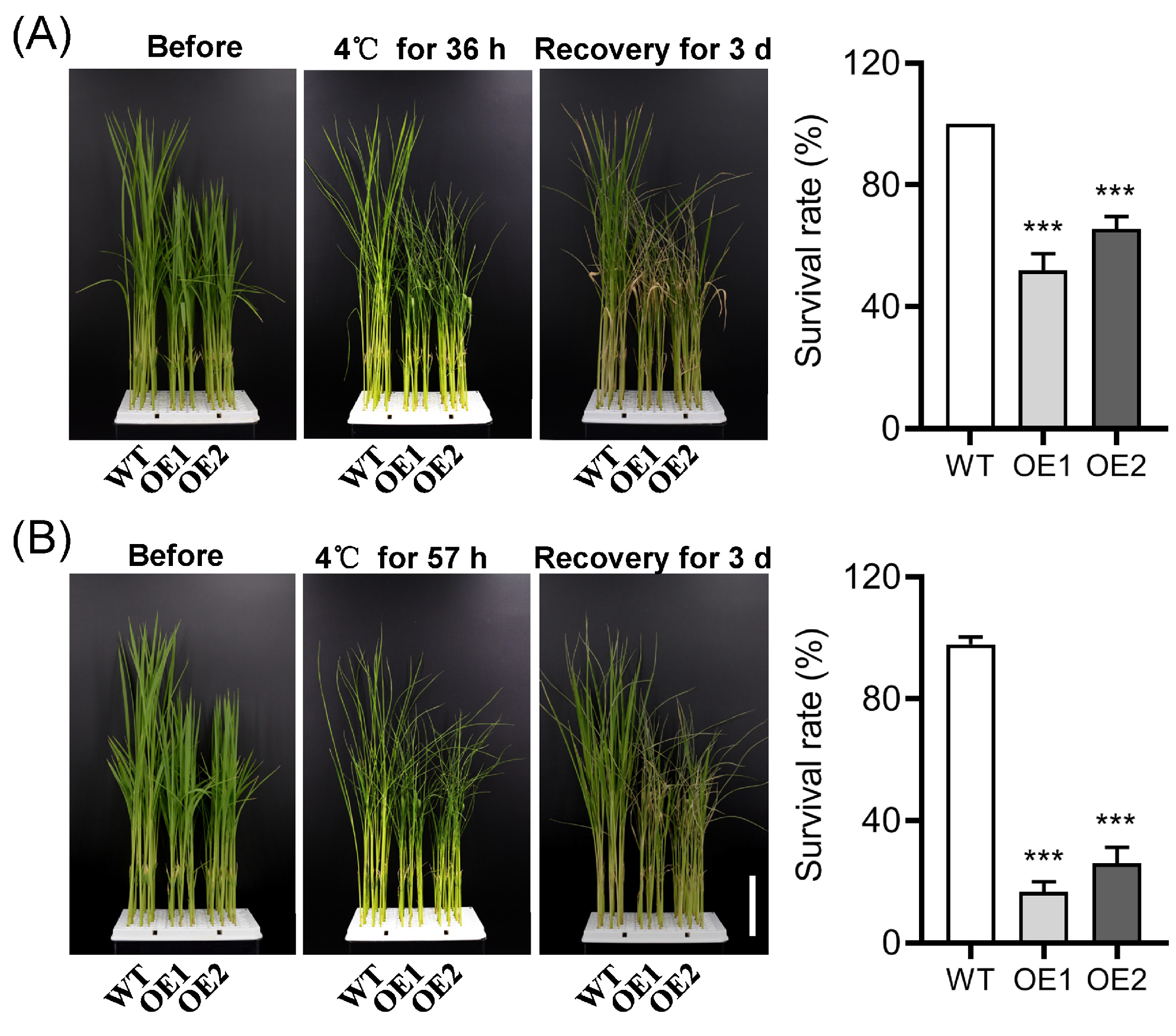 Plants 12 02809 g005