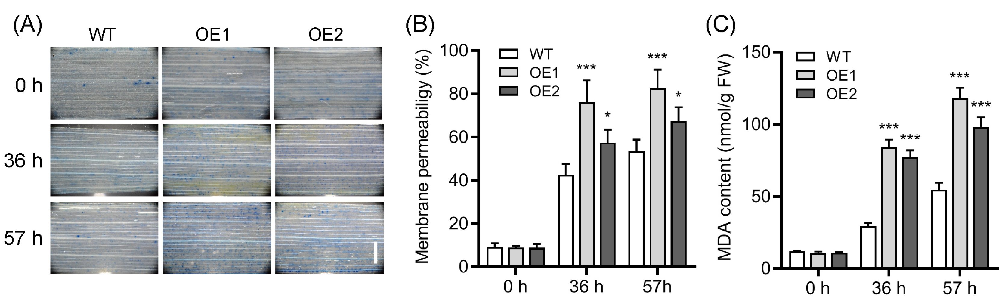 Plants 12 02809 g006