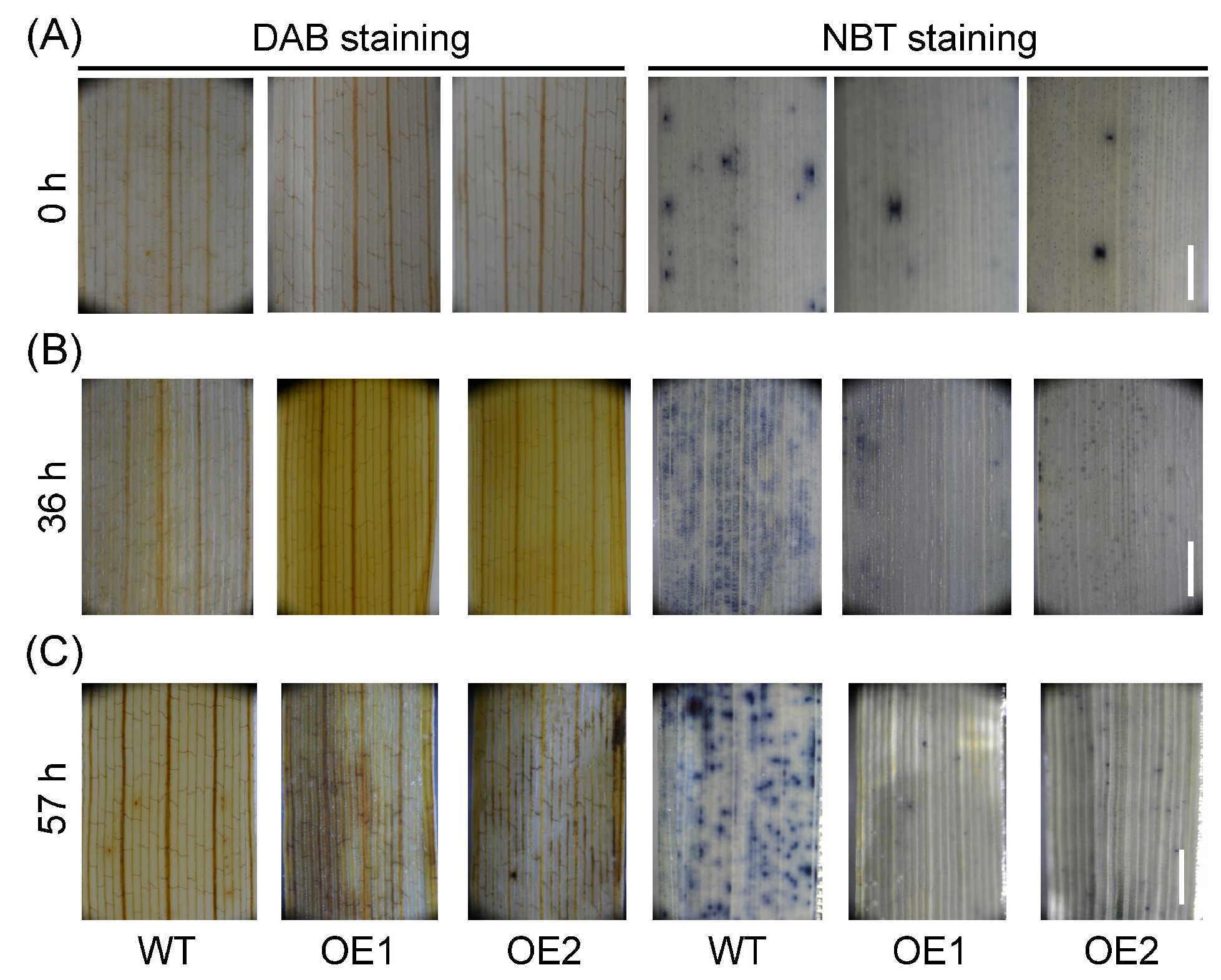 Plants 12 02809 g008