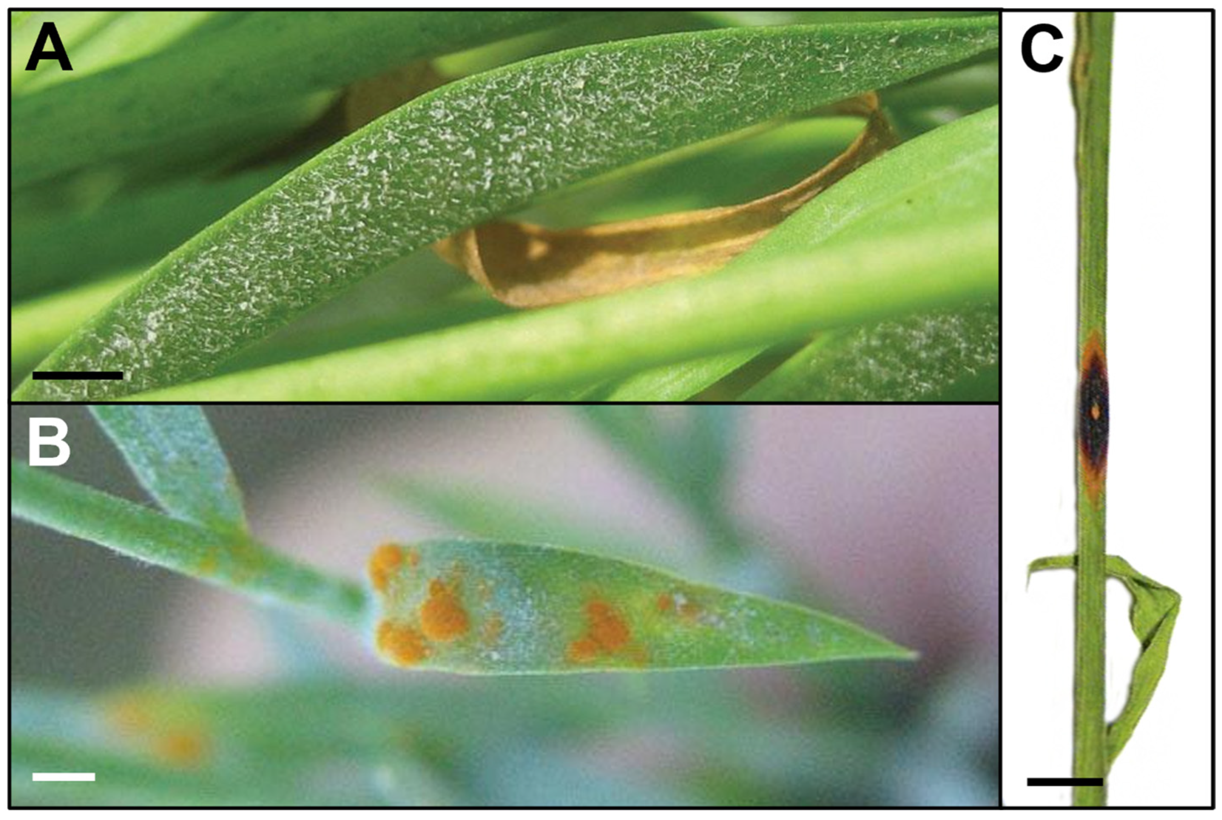 Plants 12 02811 g002