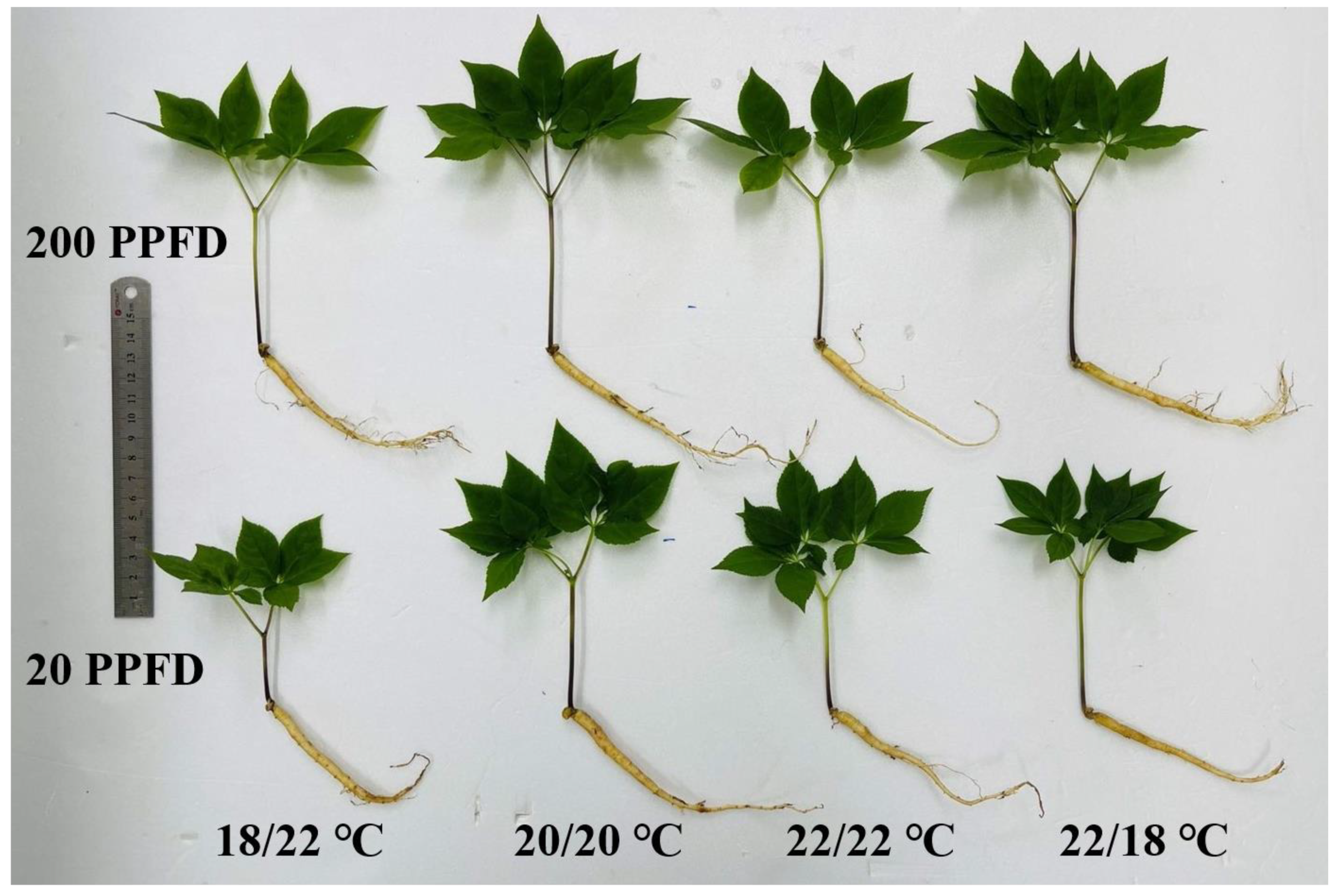 Plants 12 02820 g001