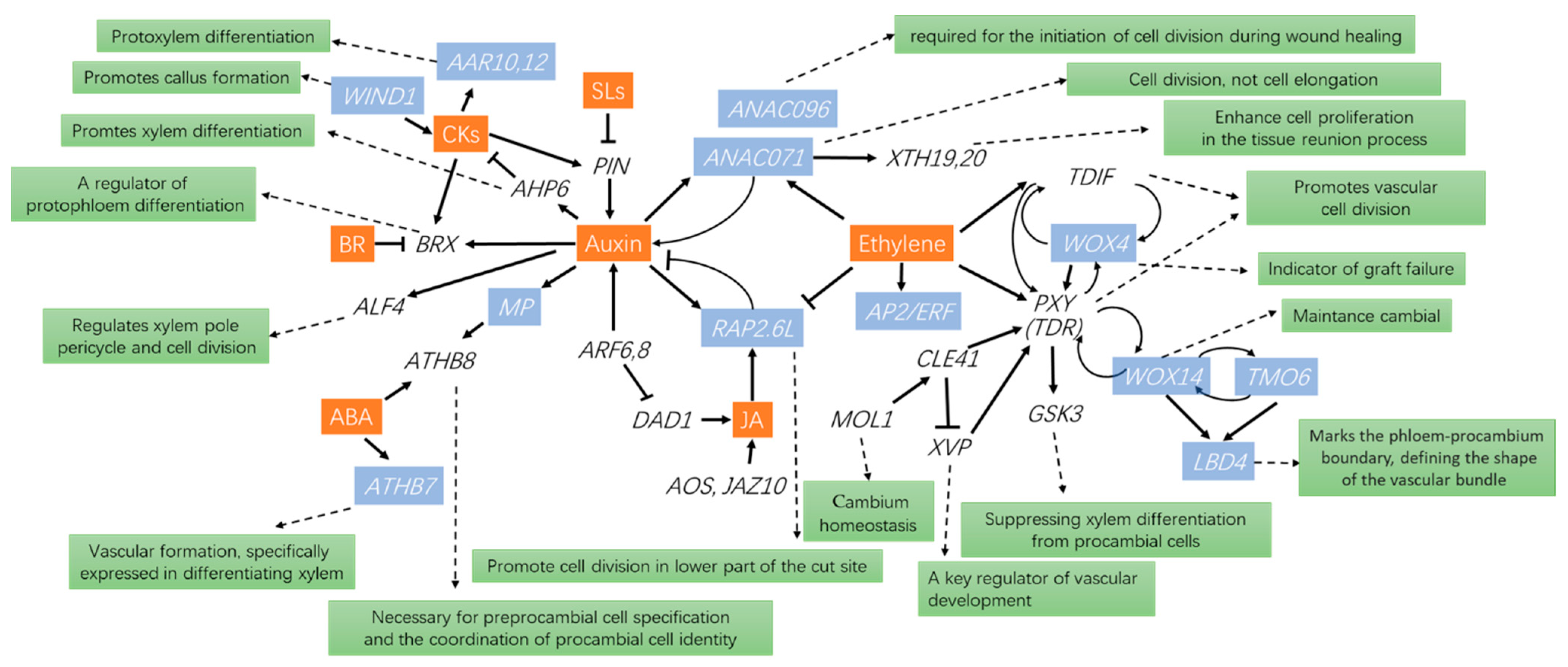 Plants 12 02822 g002 Plants 12 02822 g002
