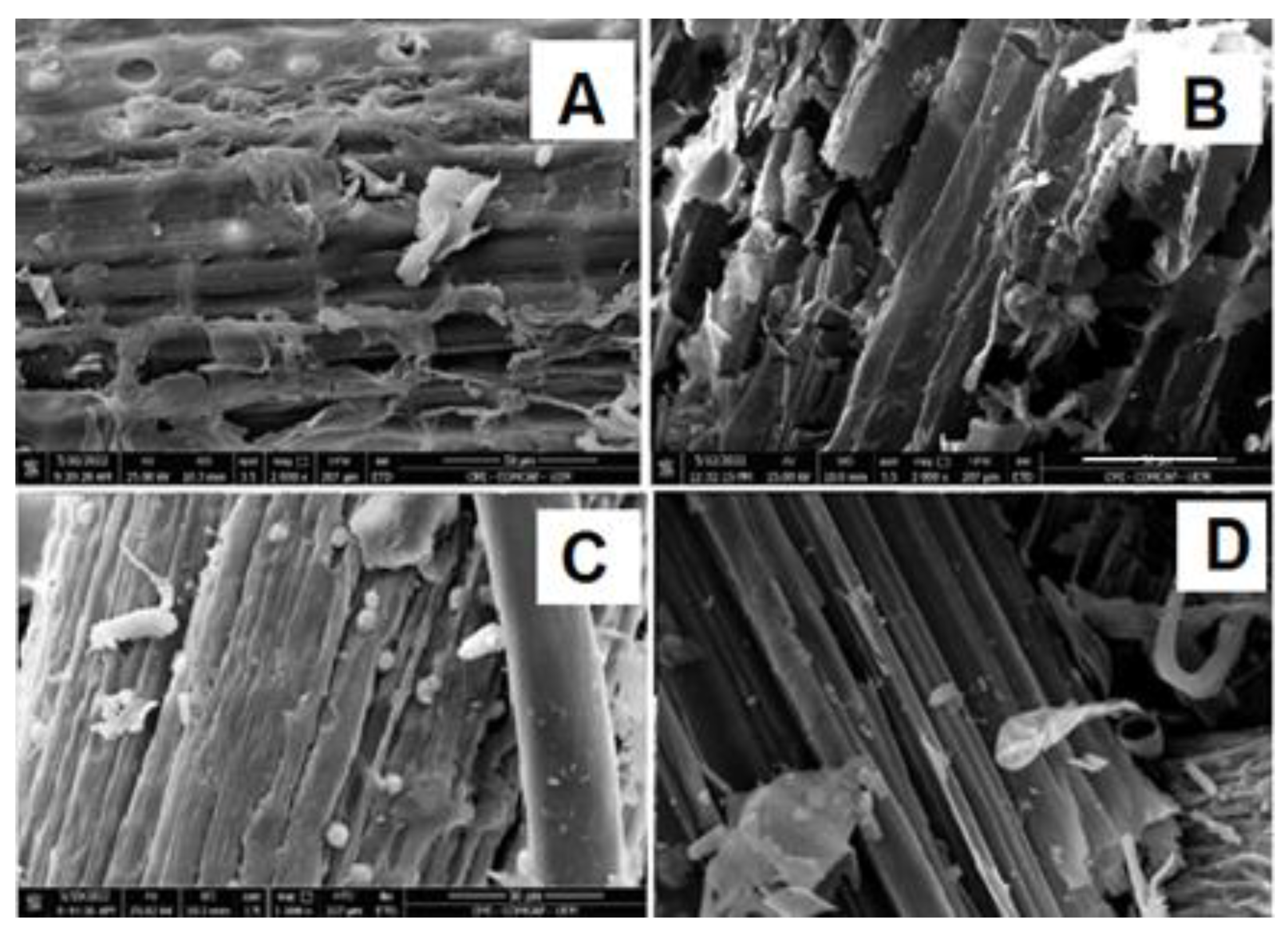 Plants 12 02824 g004 Plants 12 02824 g004