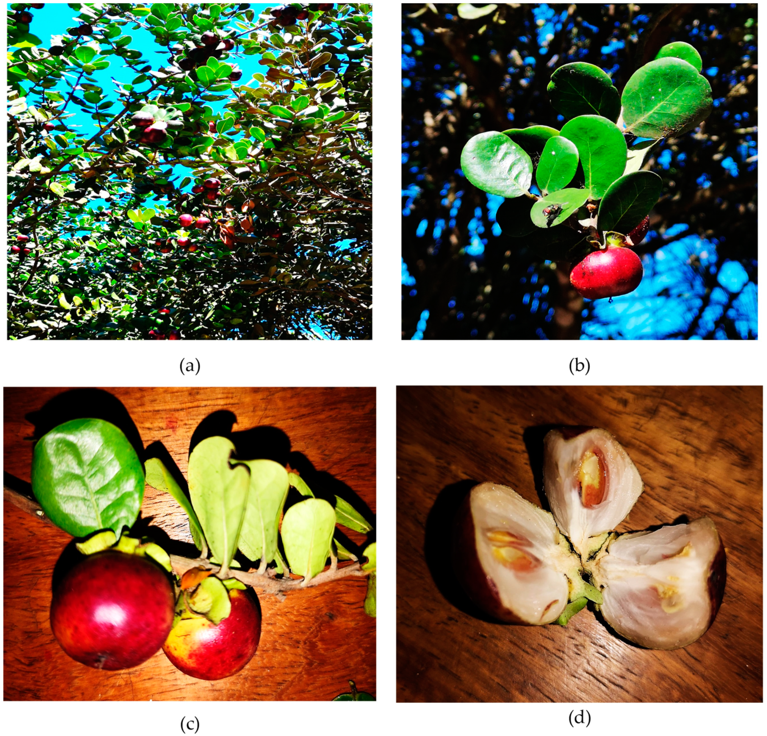 Plants 12 02833 g001 Plants 12 02833 g001