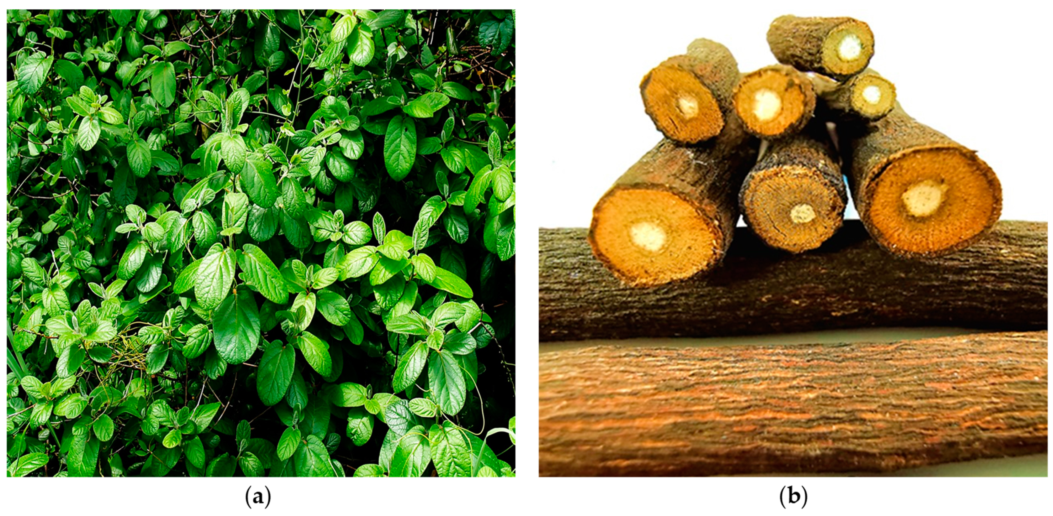 Plants 12 02833 g002 Plants 12 02833 g002