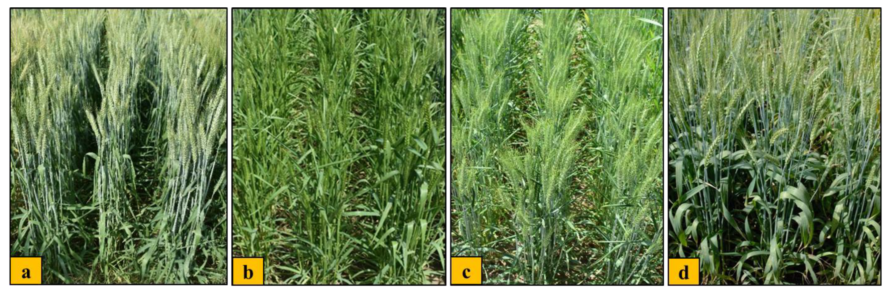 Plants 12 02851 g002