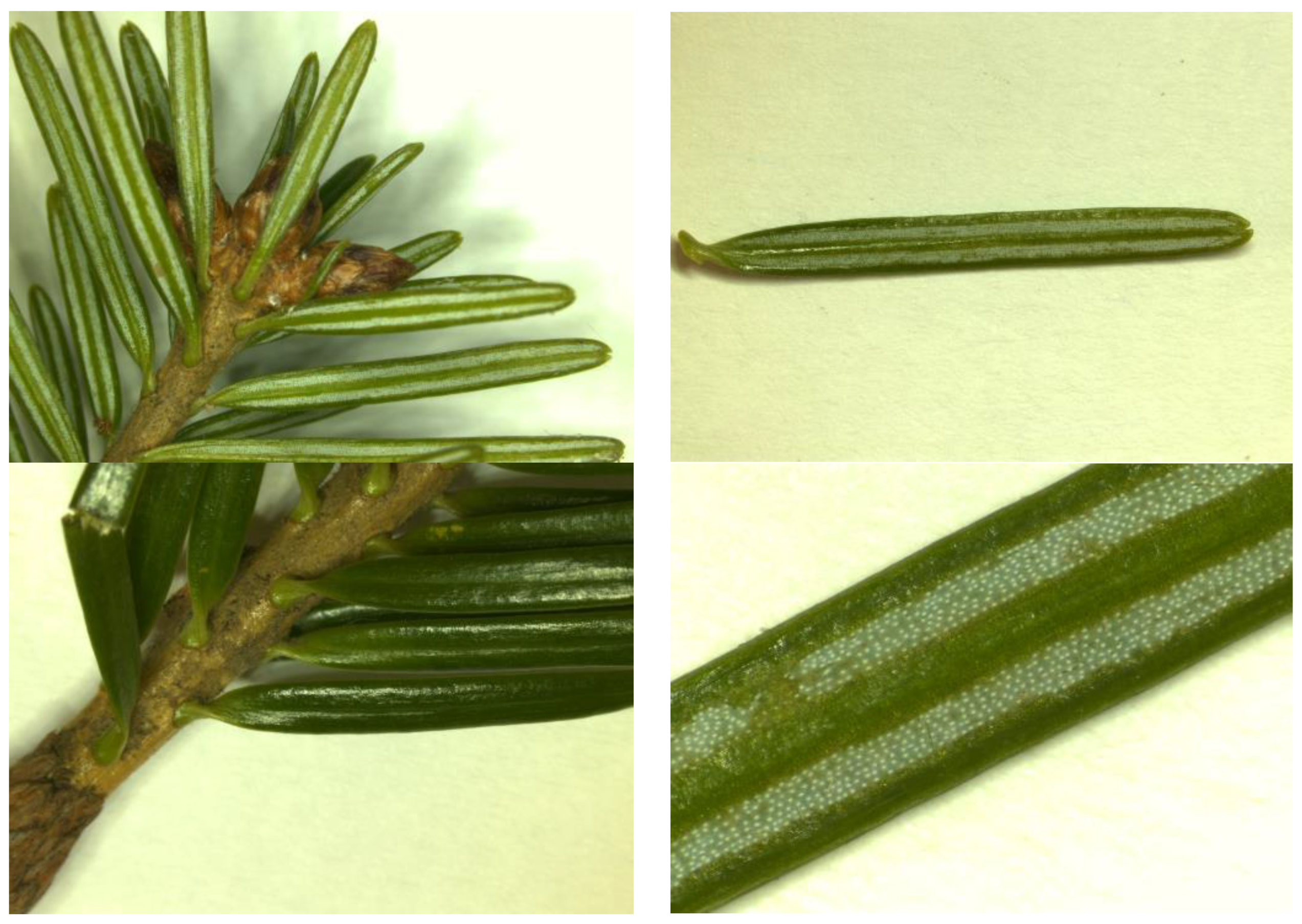 Plants 12 02860 g002 Plants 12 02860 g002