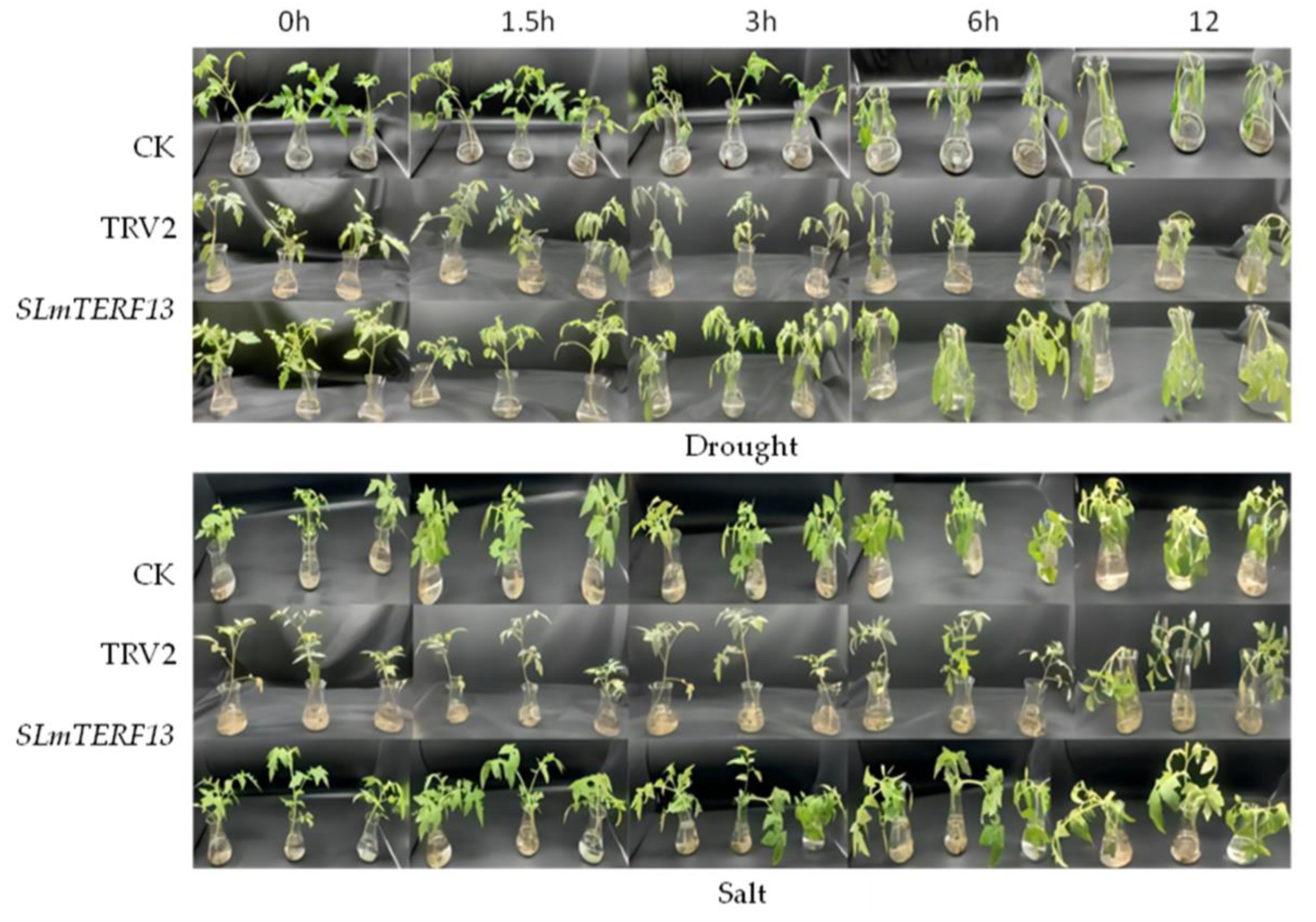 Plants 12 02862 g010 Plants 12 02862 g010