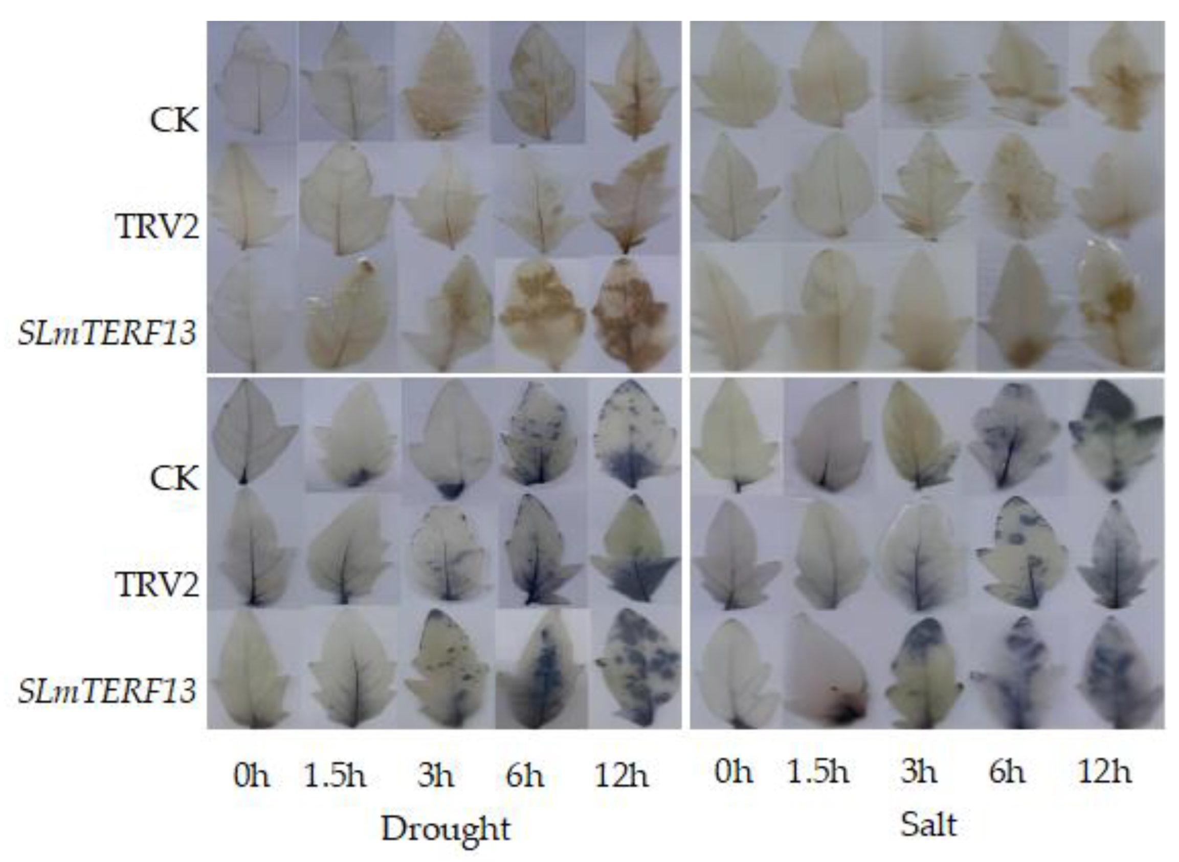 Plants 12 02862 g012 Plants 12 02862 g012