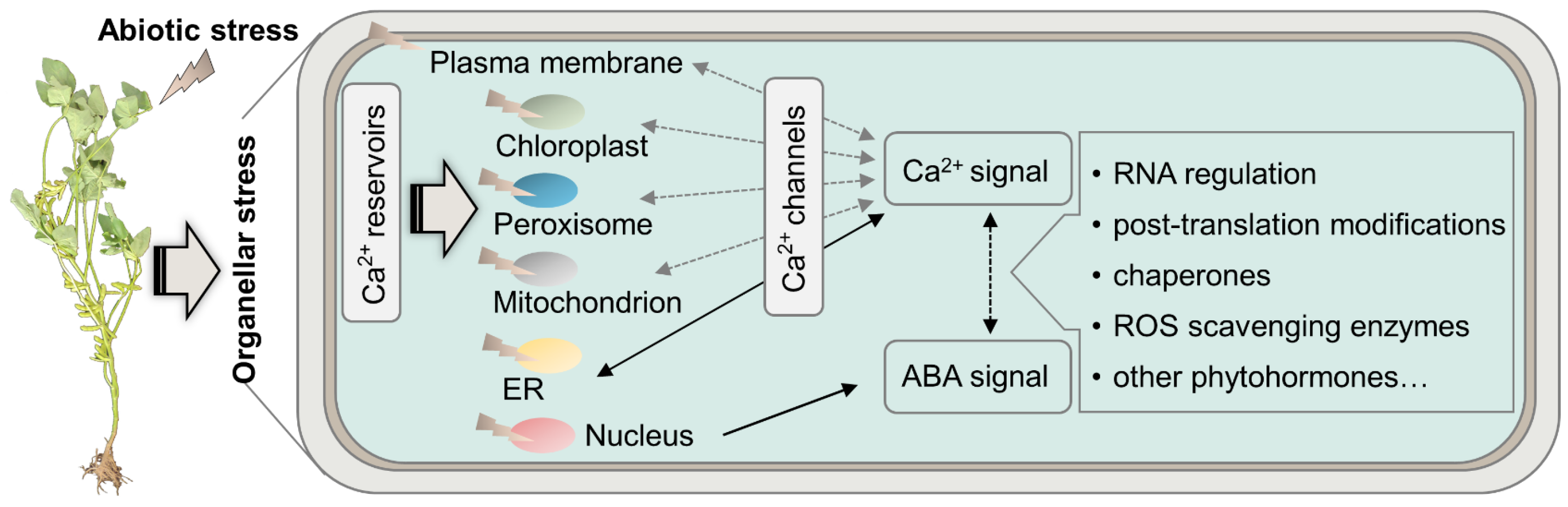 Plants 12 02865 g005