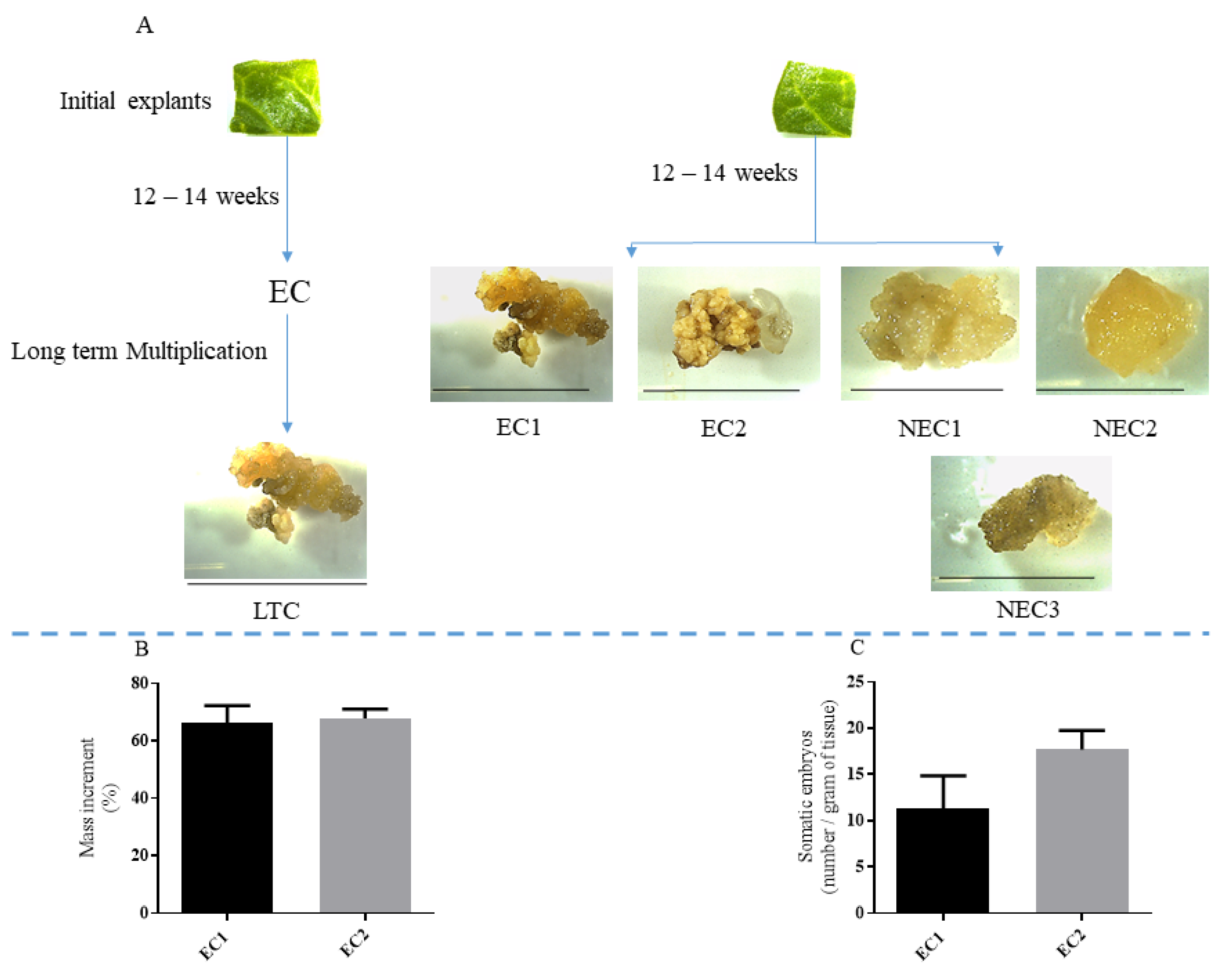 Plants 12 02869 g001